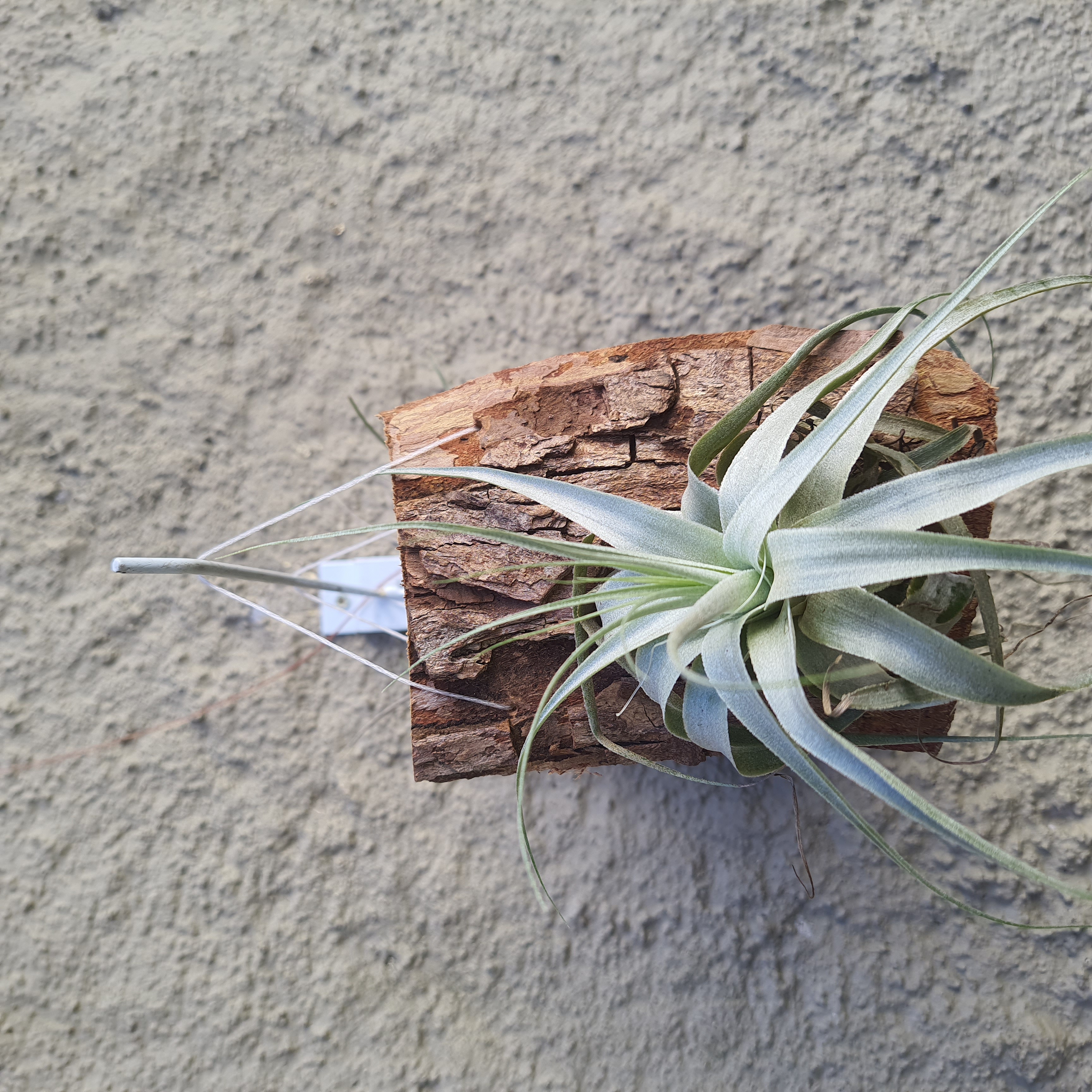 Tillandsia