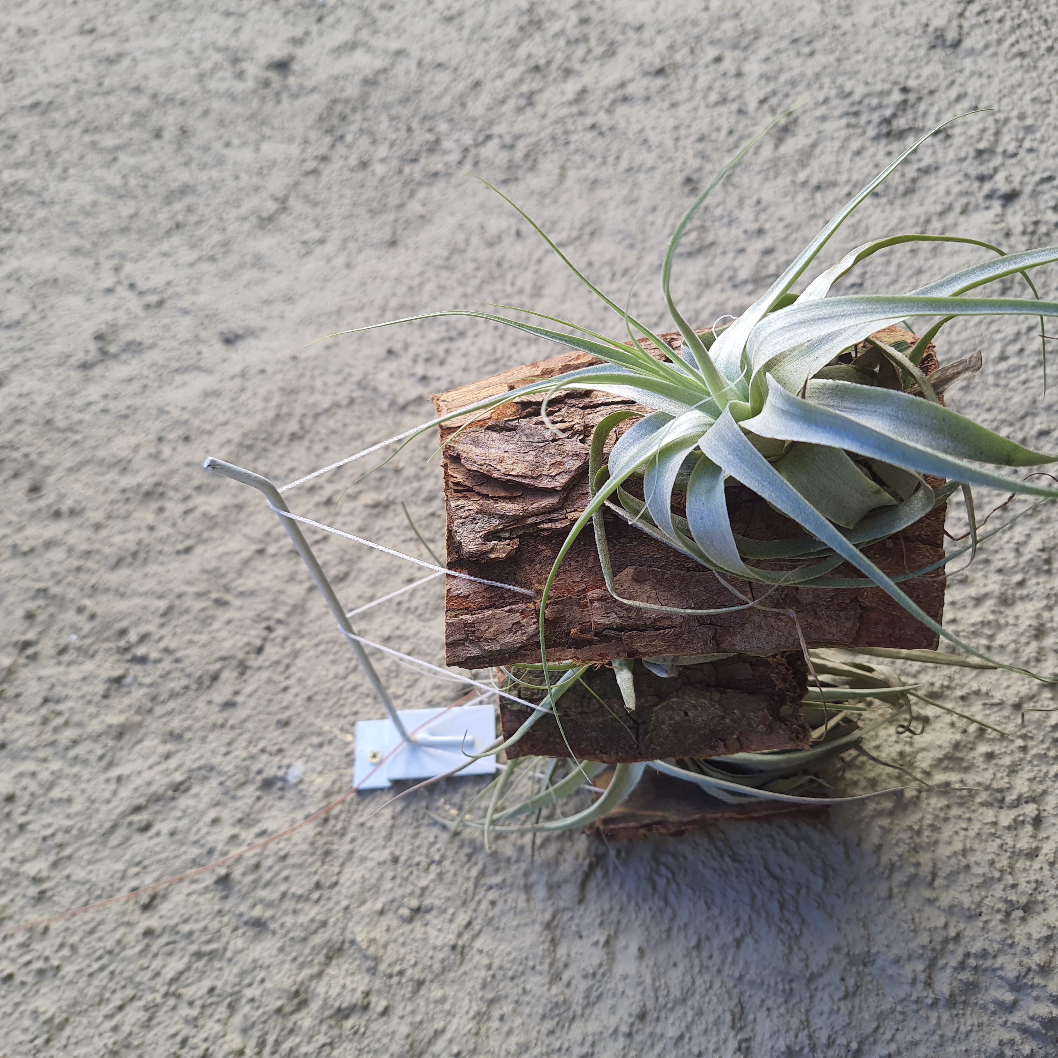 Tillandsia