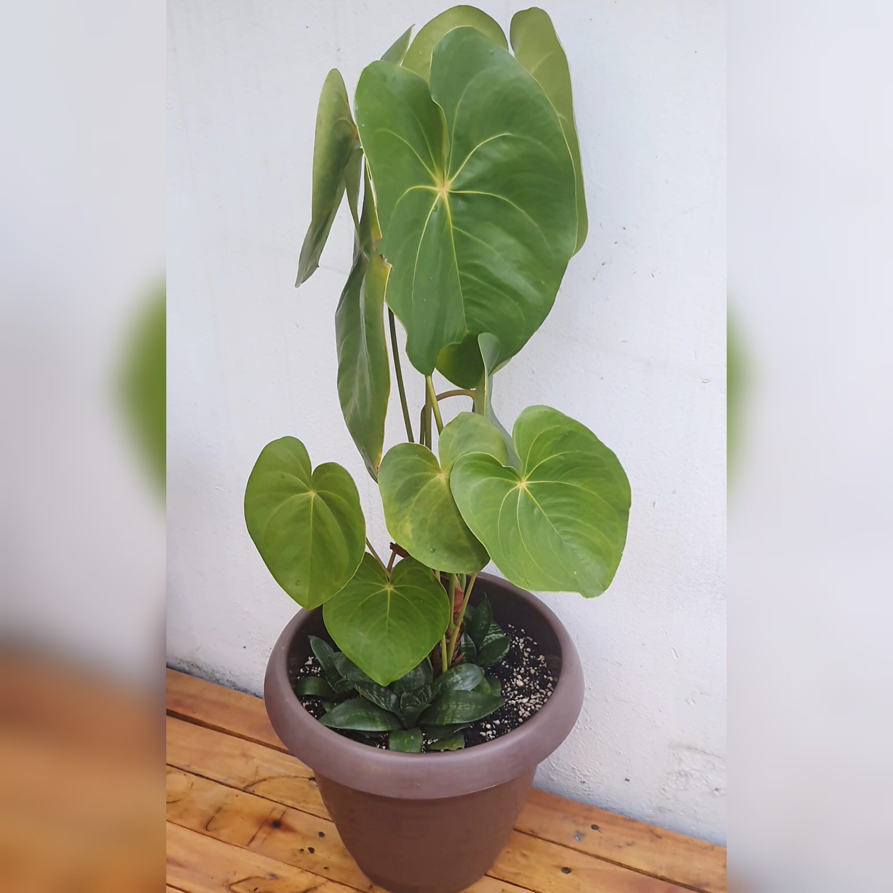 Antúrio com Mini Espada de São Jorge