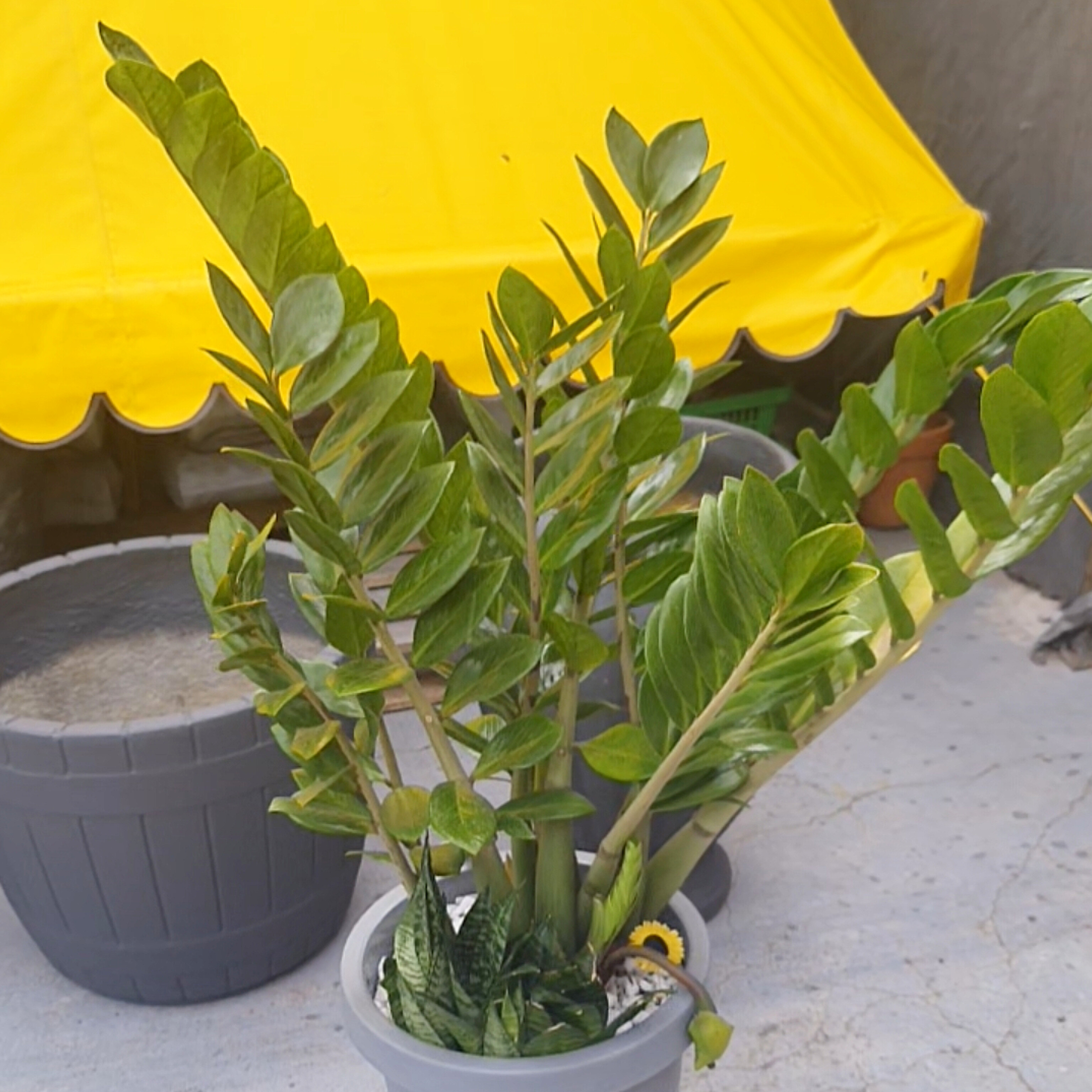 Zamioculca