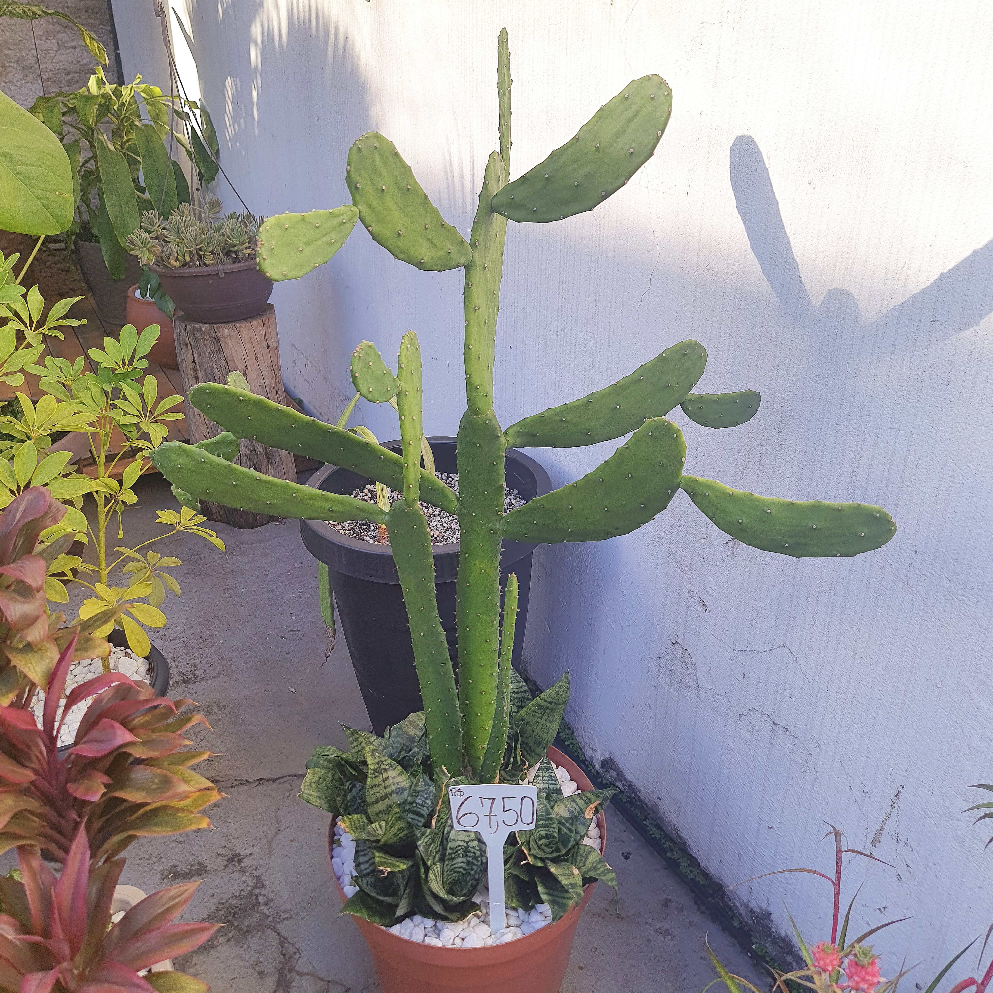 Cacto com Mini Espada de São Jorge 