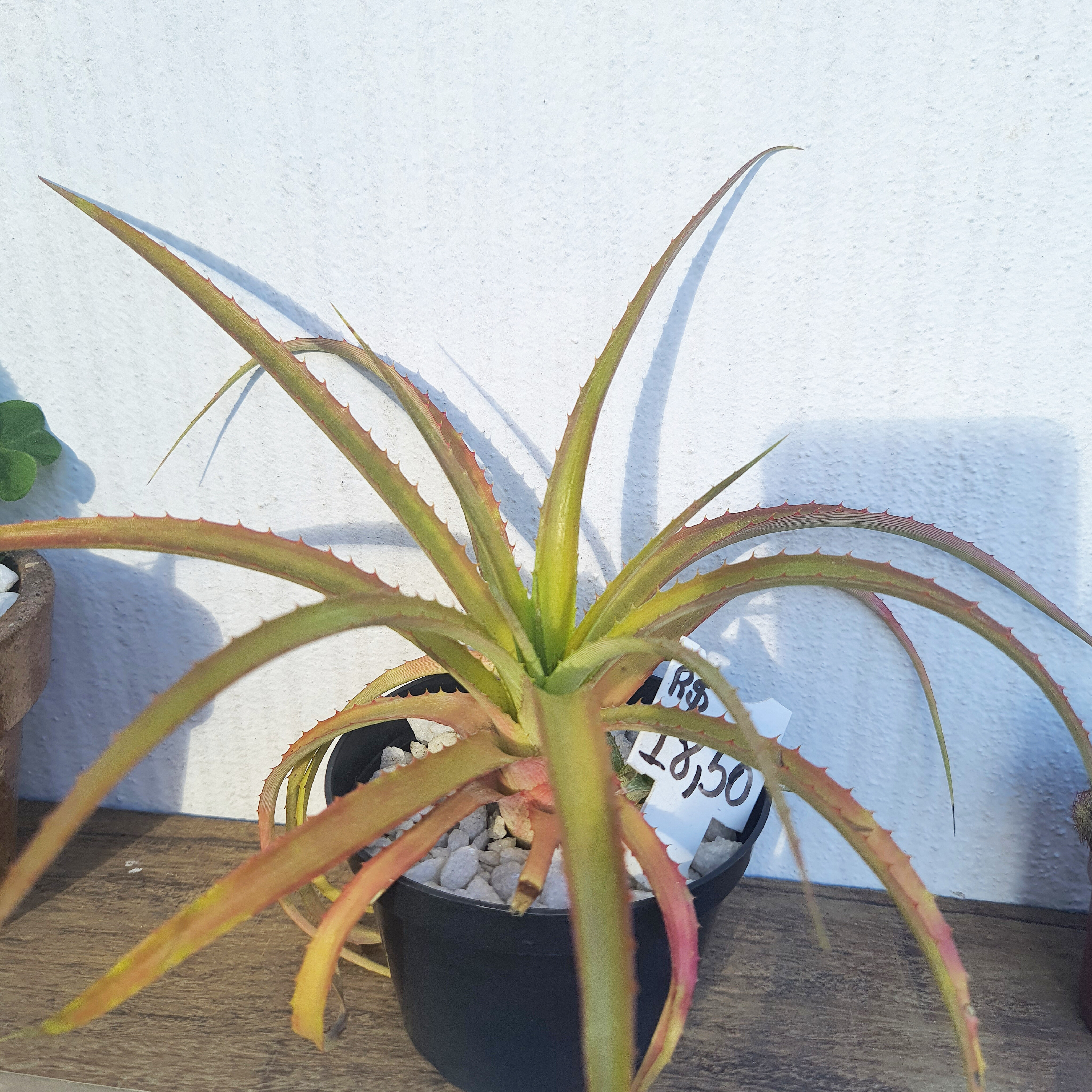 Abacaxi Ornamental
