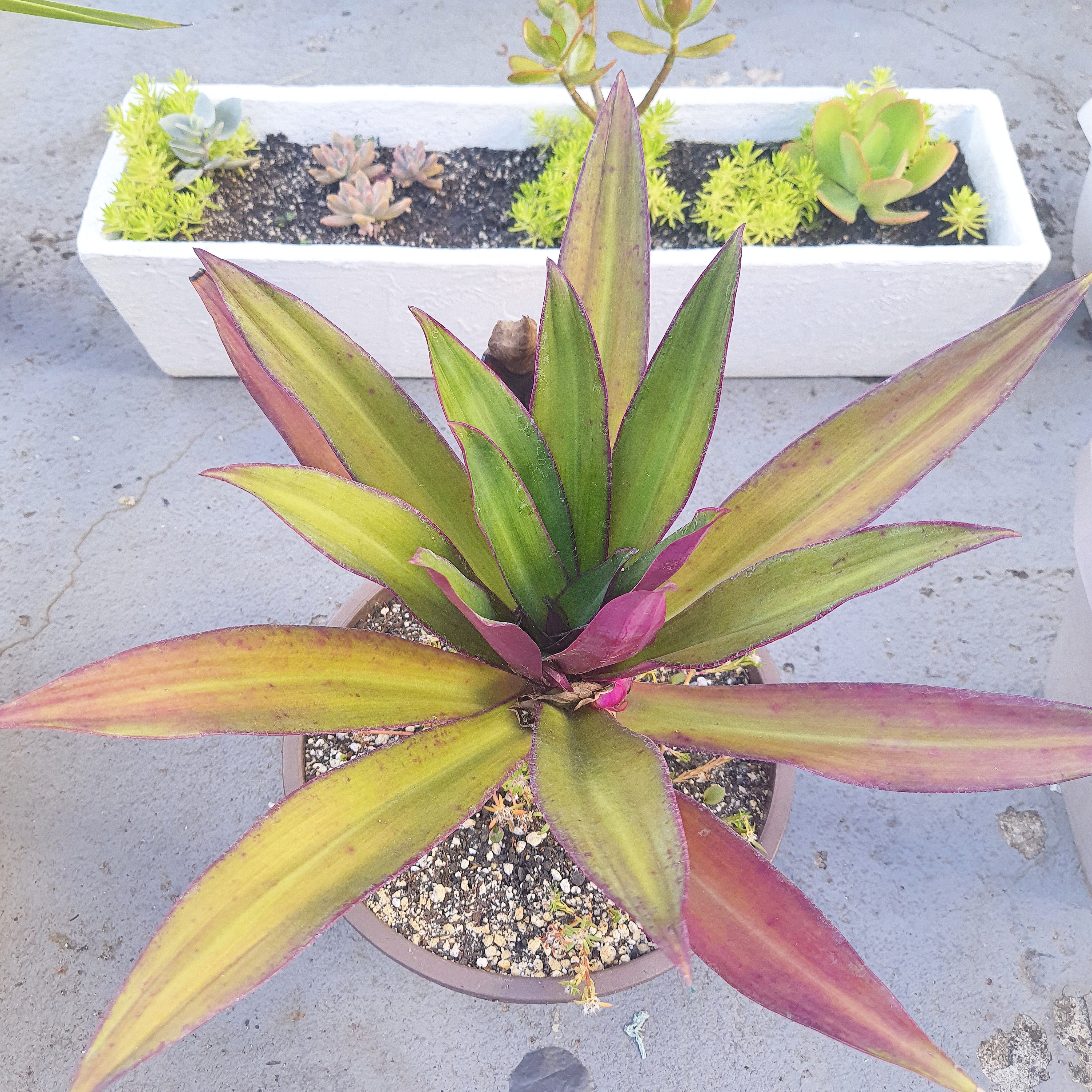 Trandescantia Spathacea 