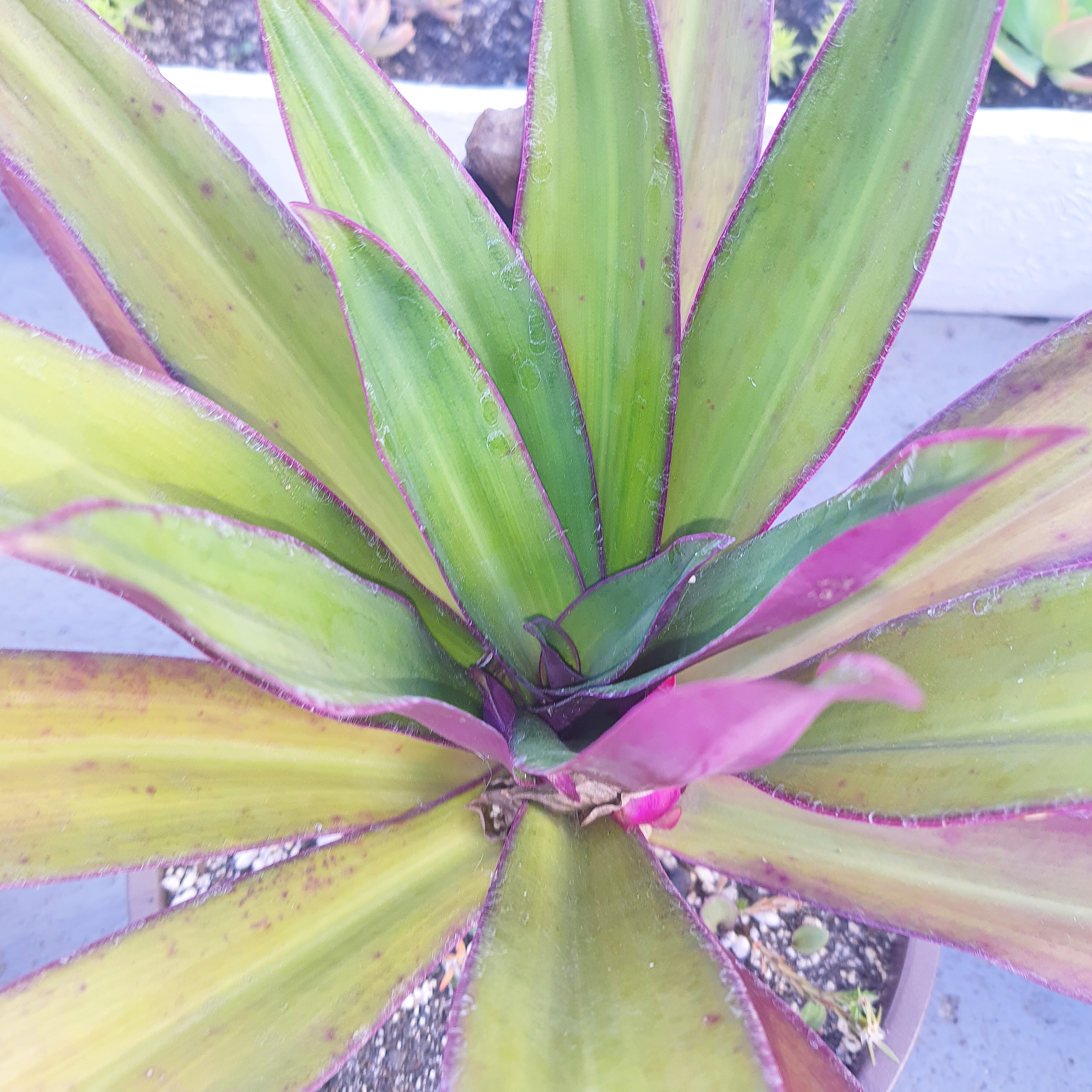 Trandescantia Spathacea 