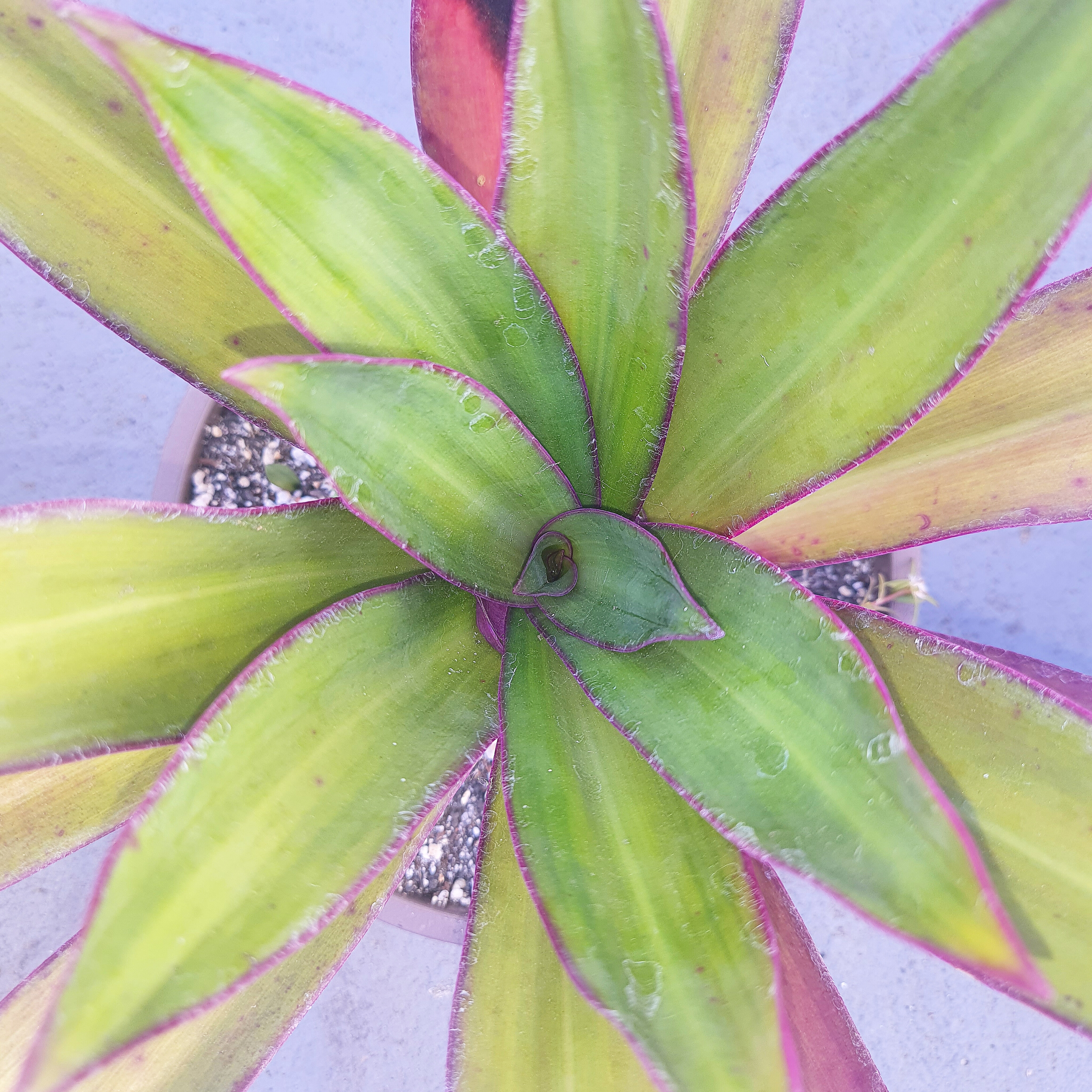 Trandescantia Spathacea 