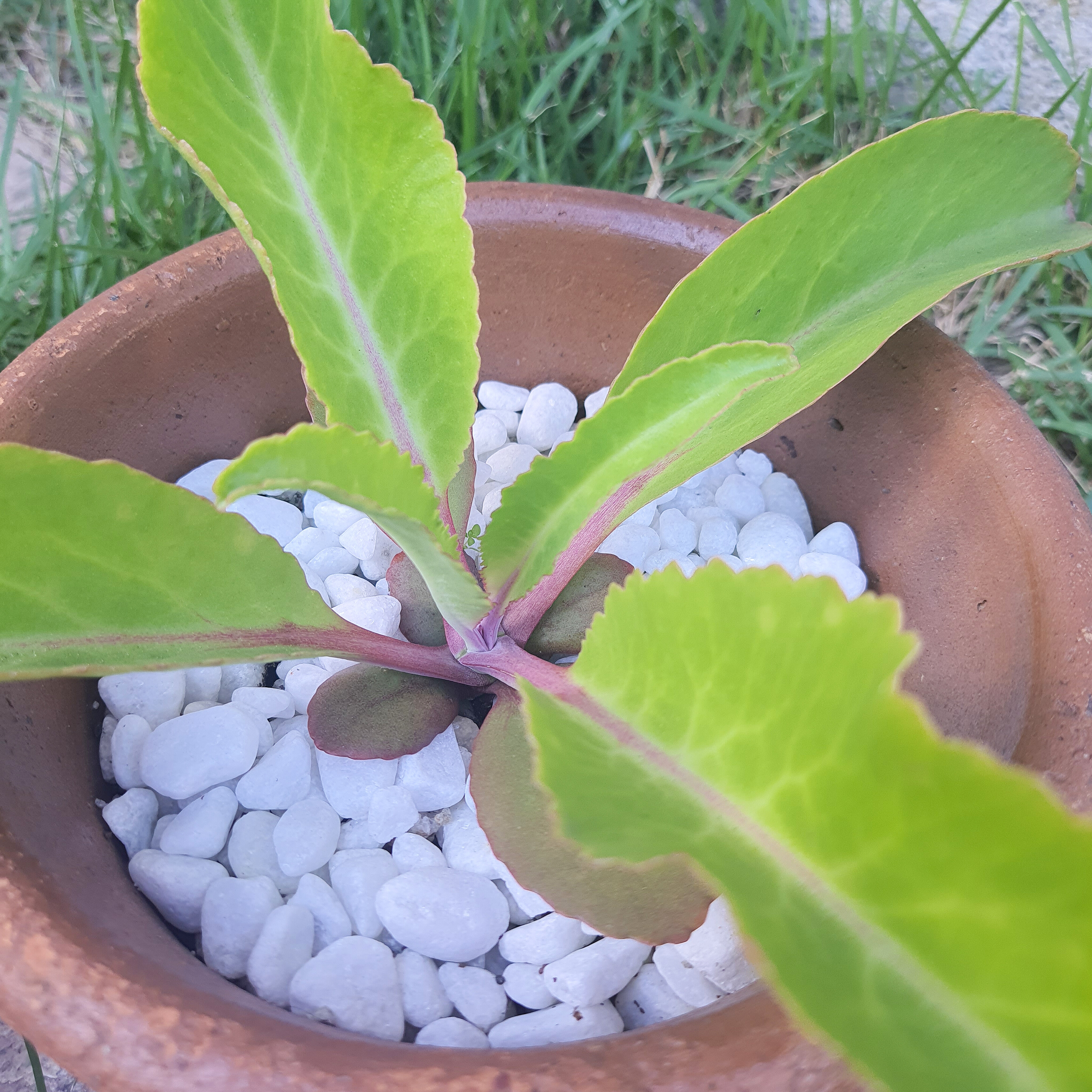 Kalanchoe 