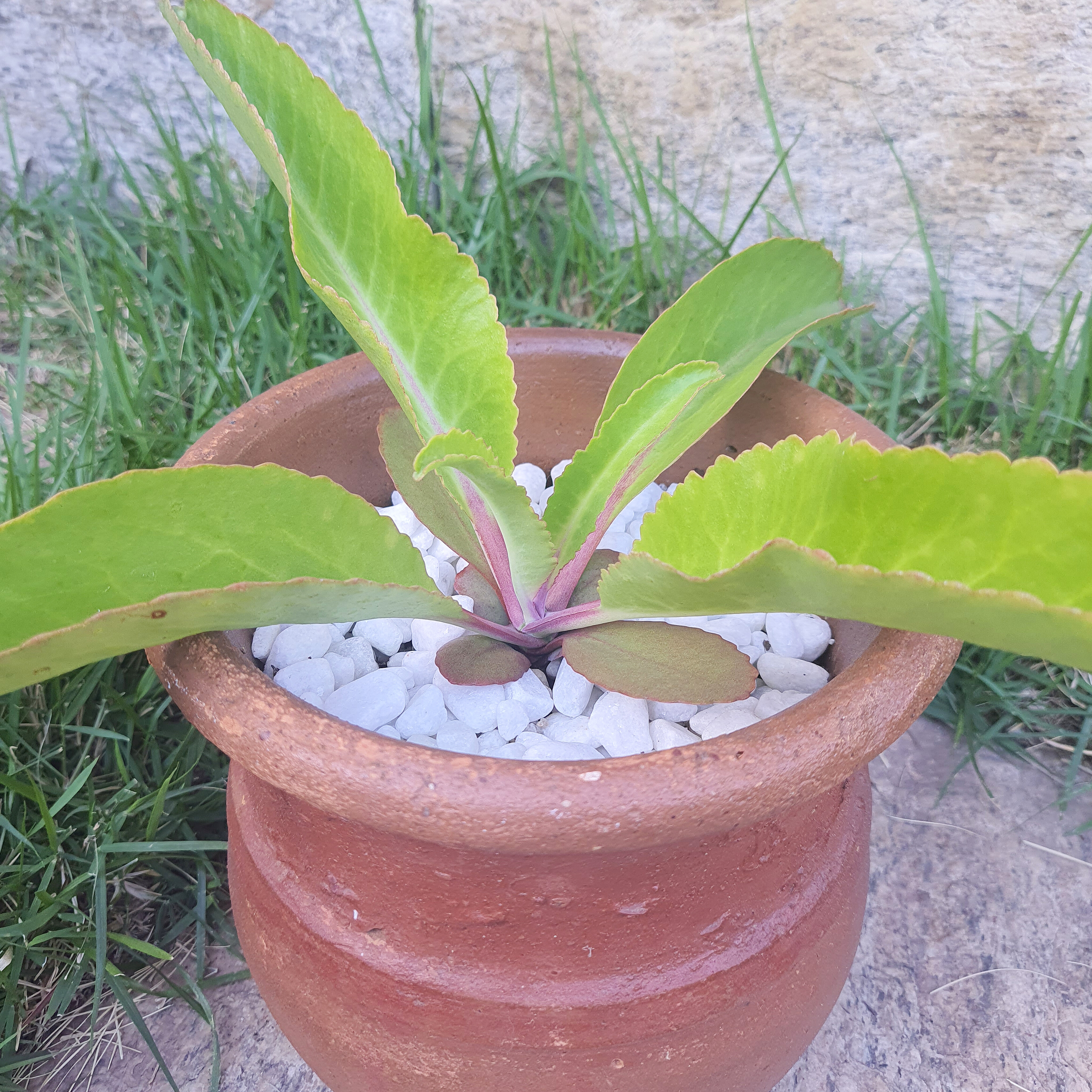 Kalanchoe 