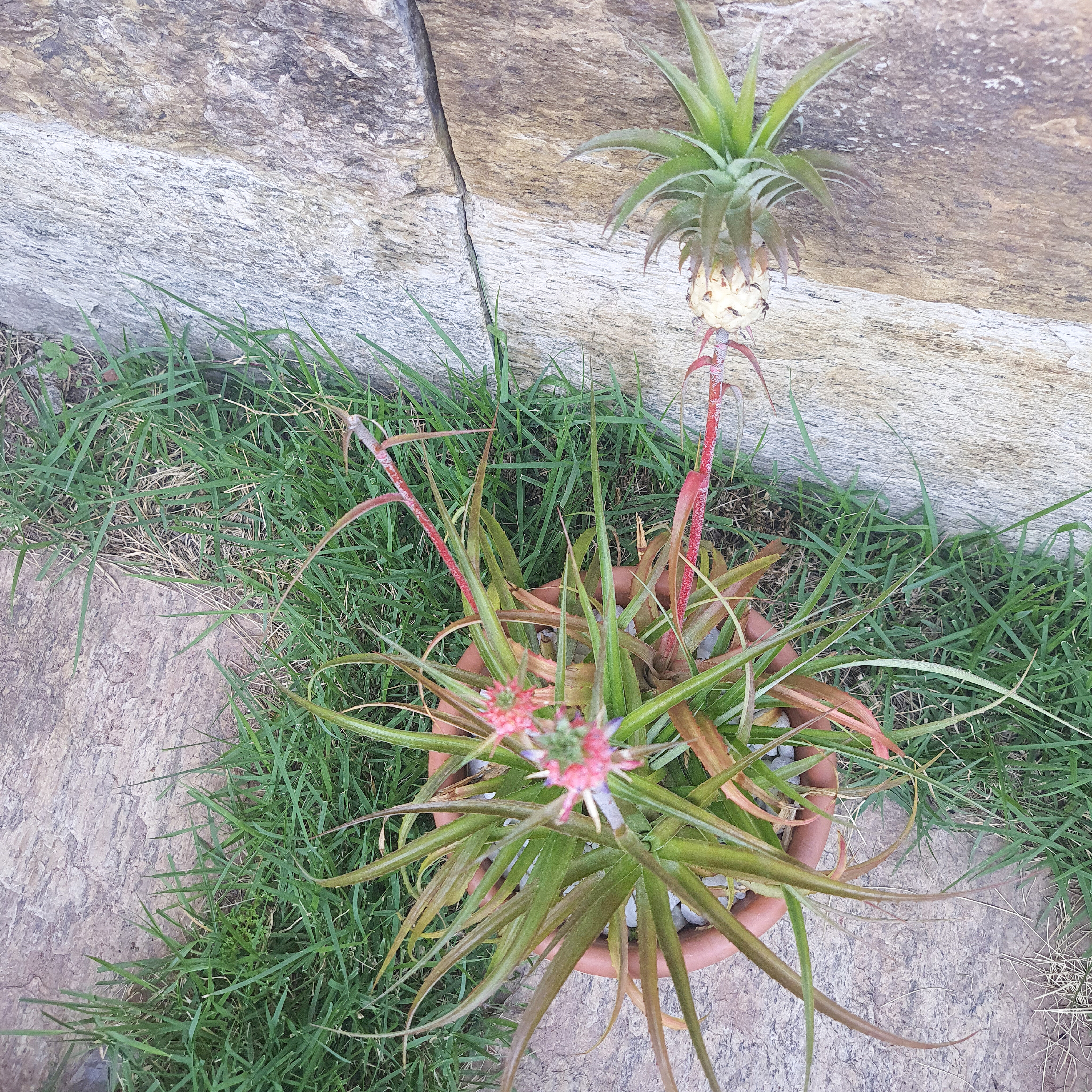 Abacaxi Ornamental