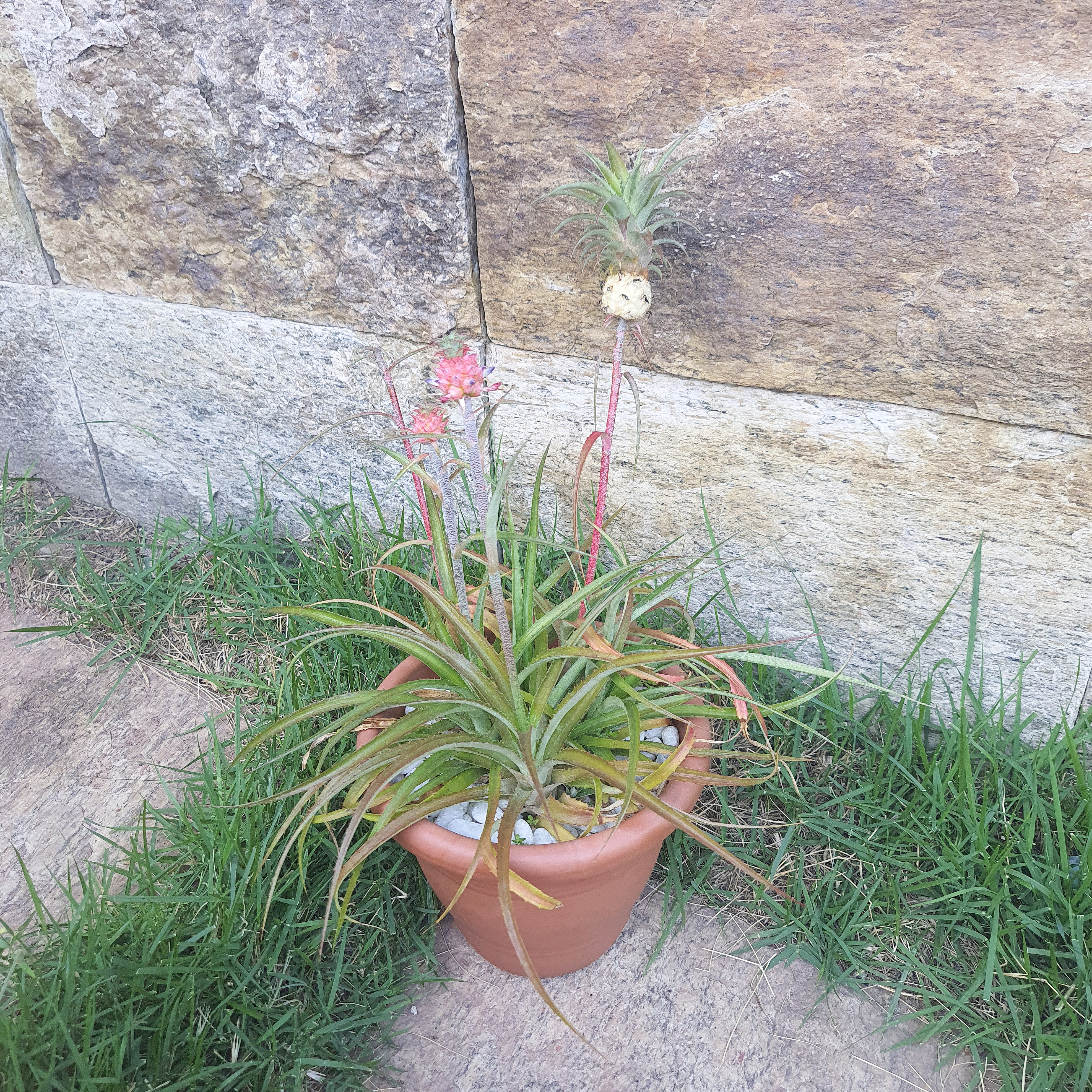 Abacaxi Ornamental