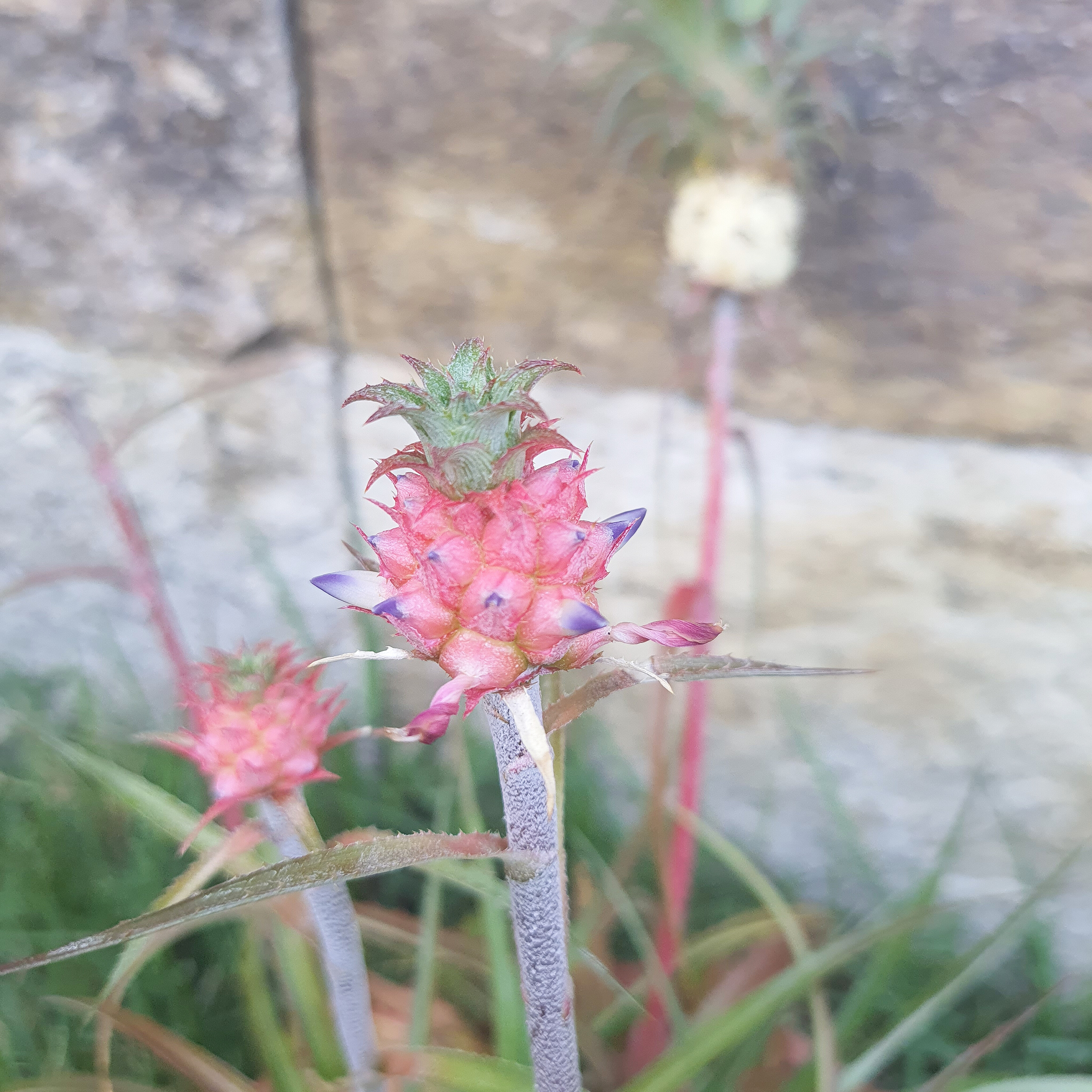 Abacaxi Ornamental