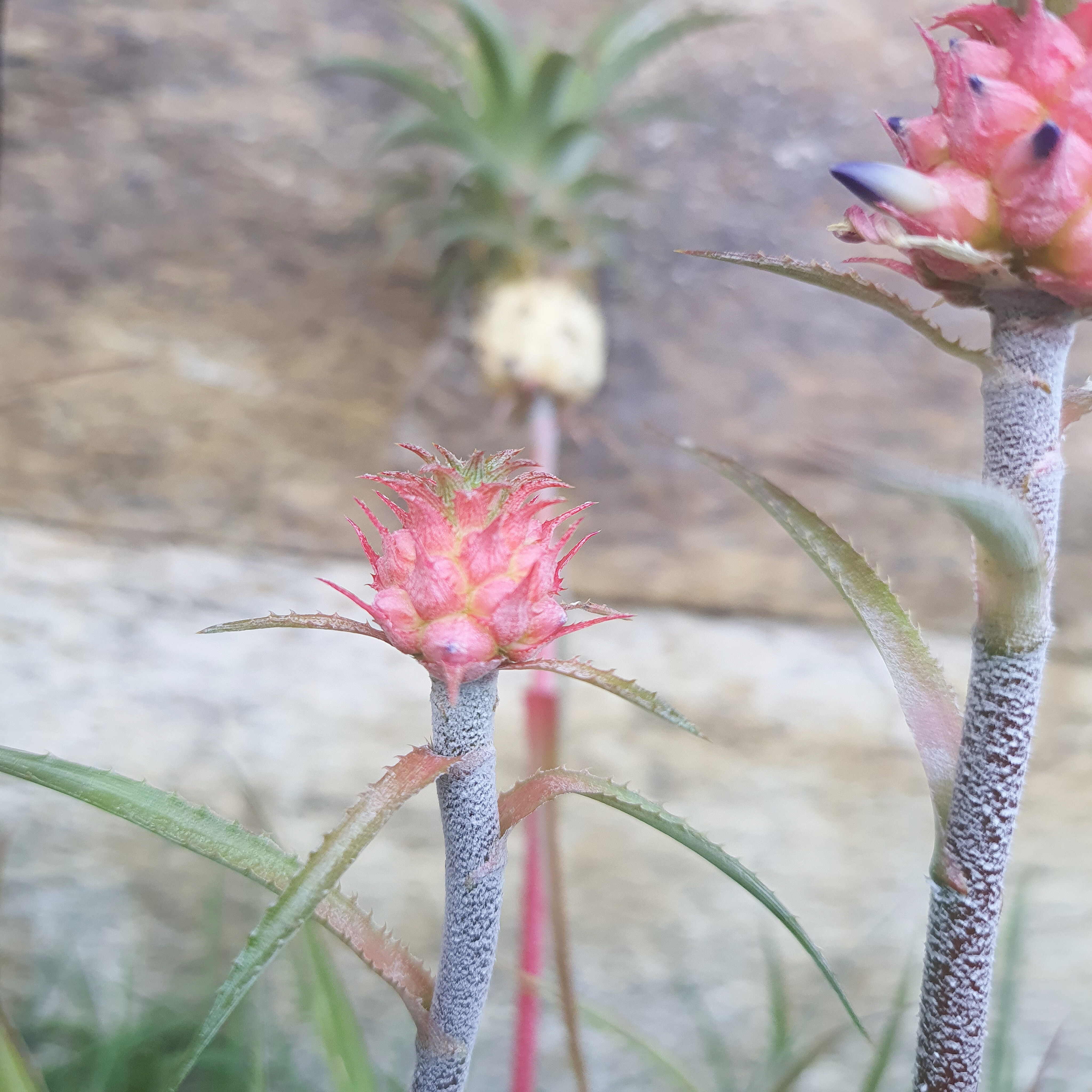 Abacaxi Ornamental
