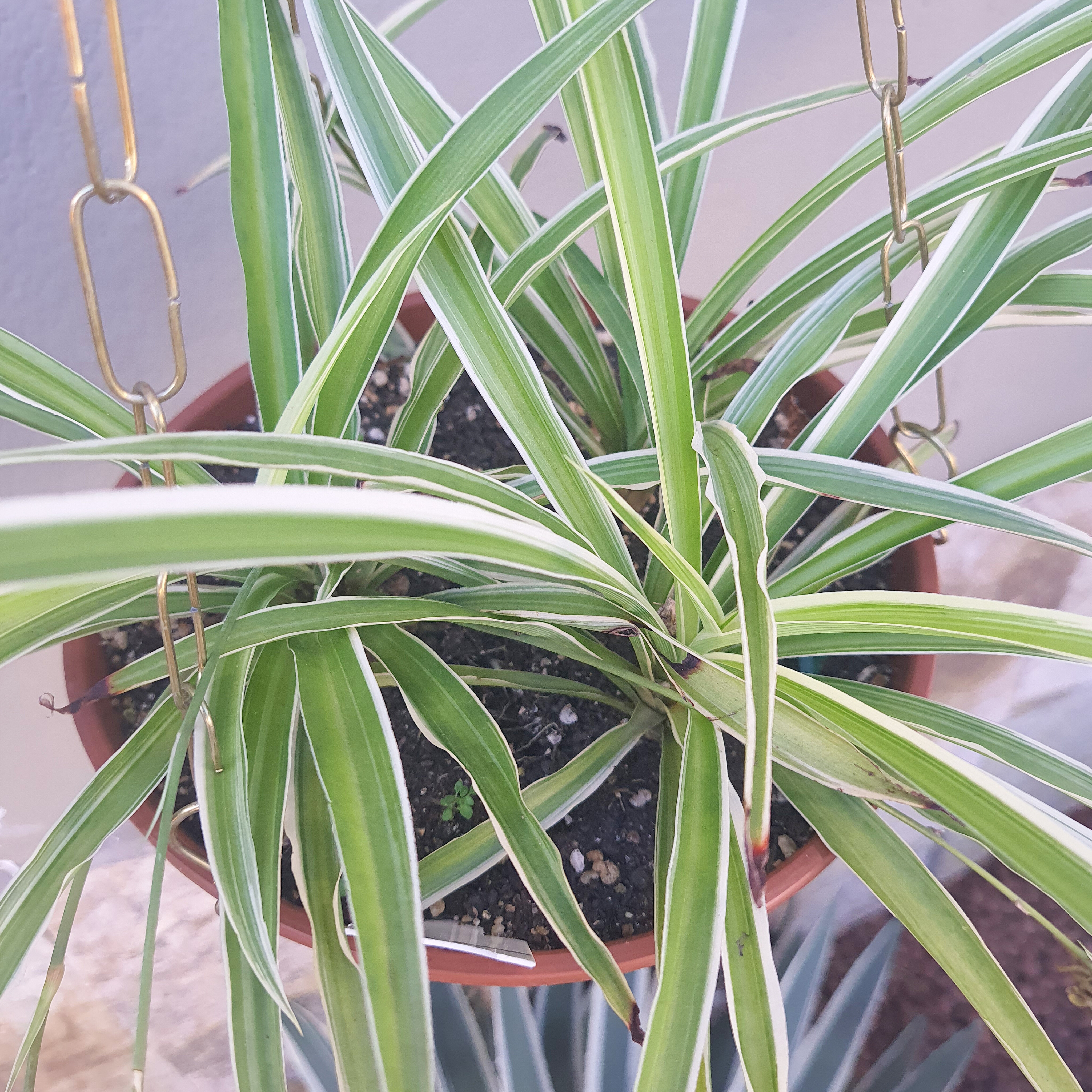 Clorofito
