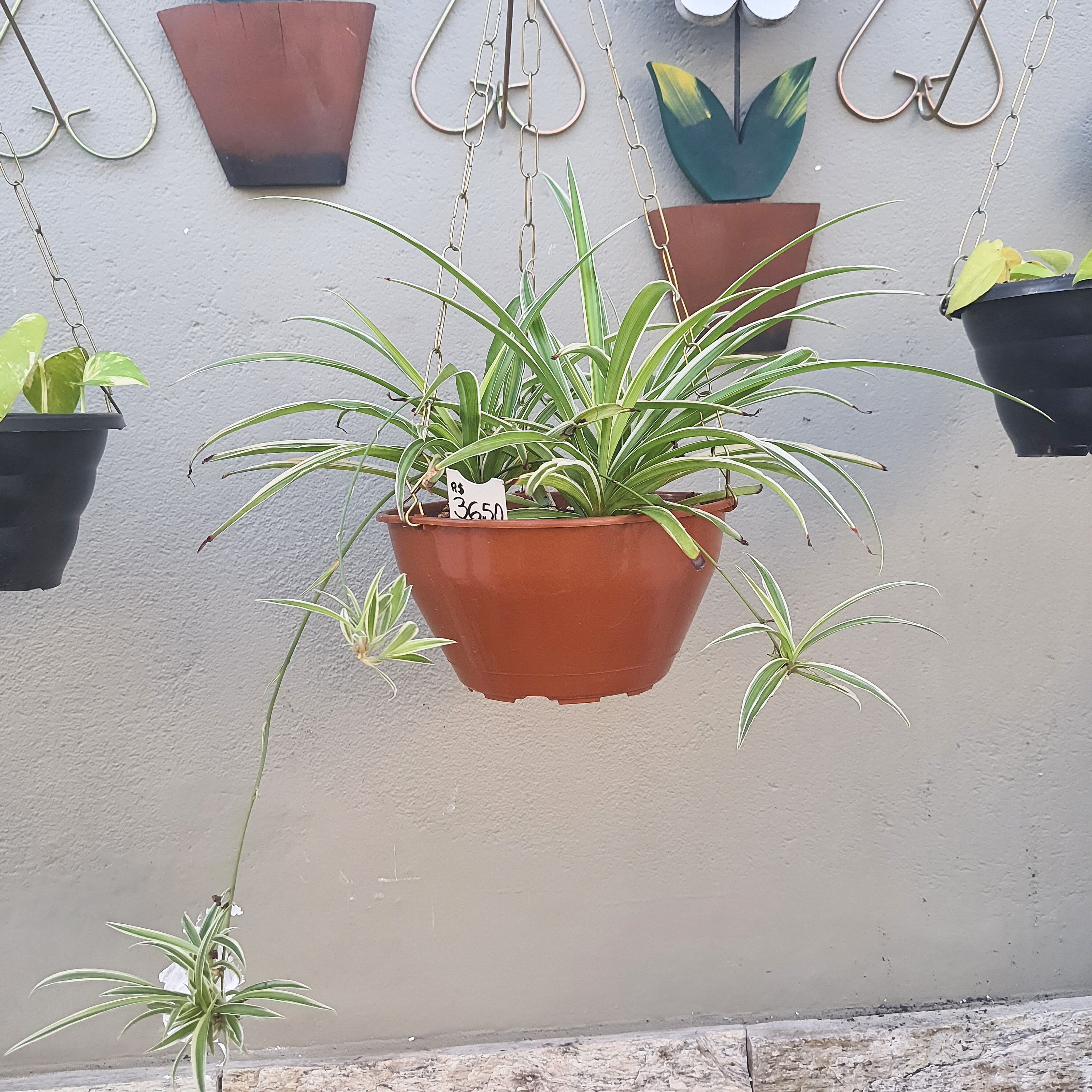 Clorofito