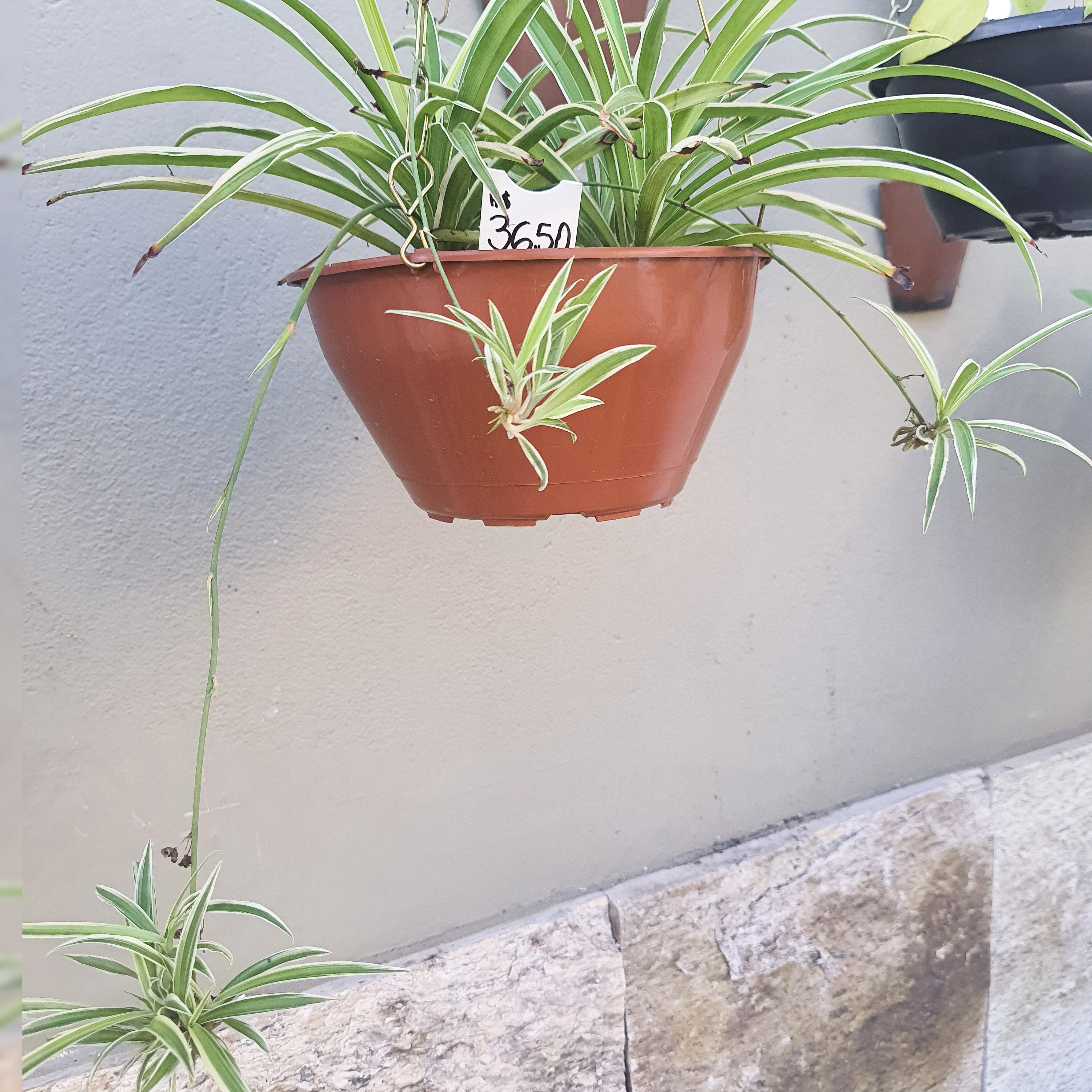 Clorofito
