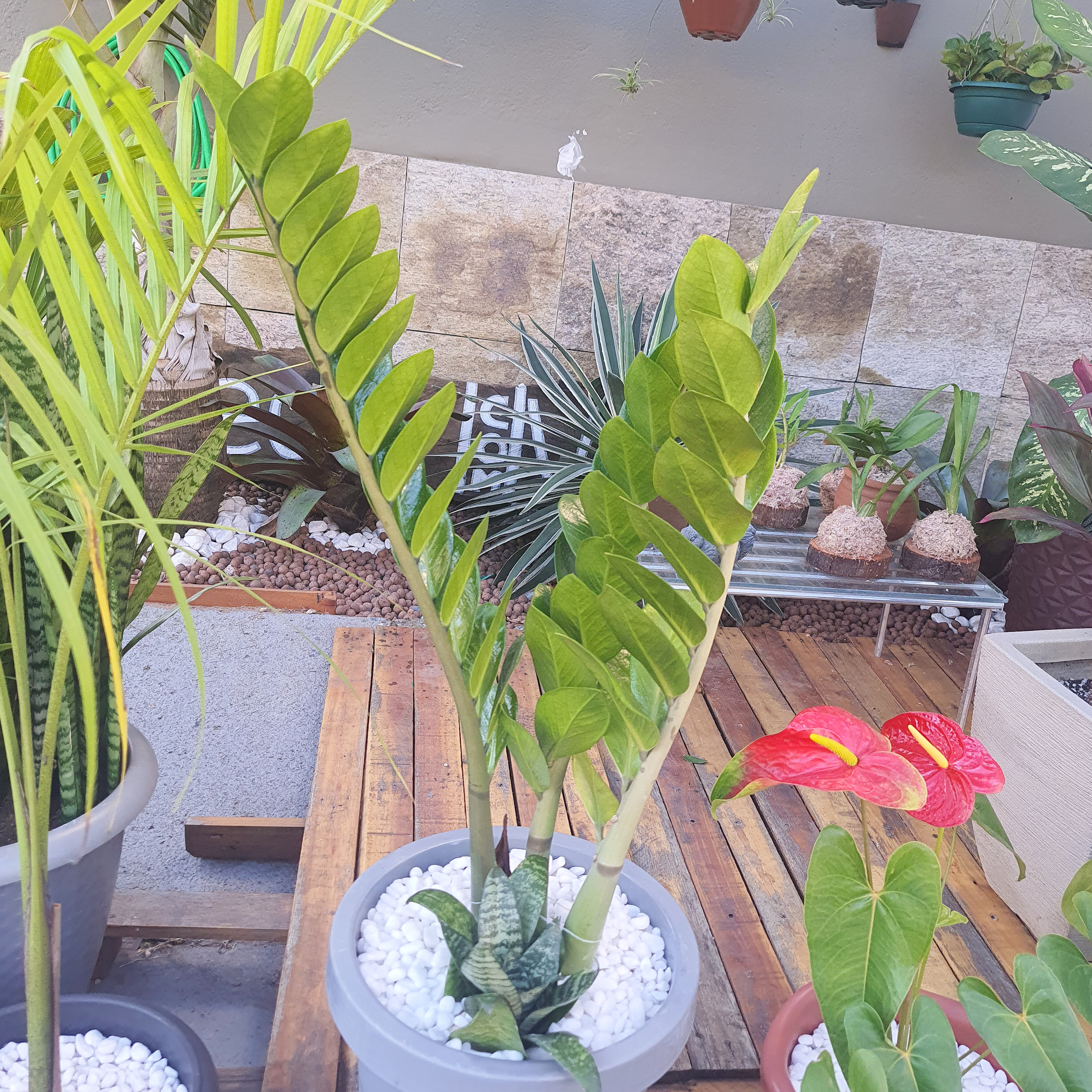 Zamioculca com Mini Espada de São Jorge