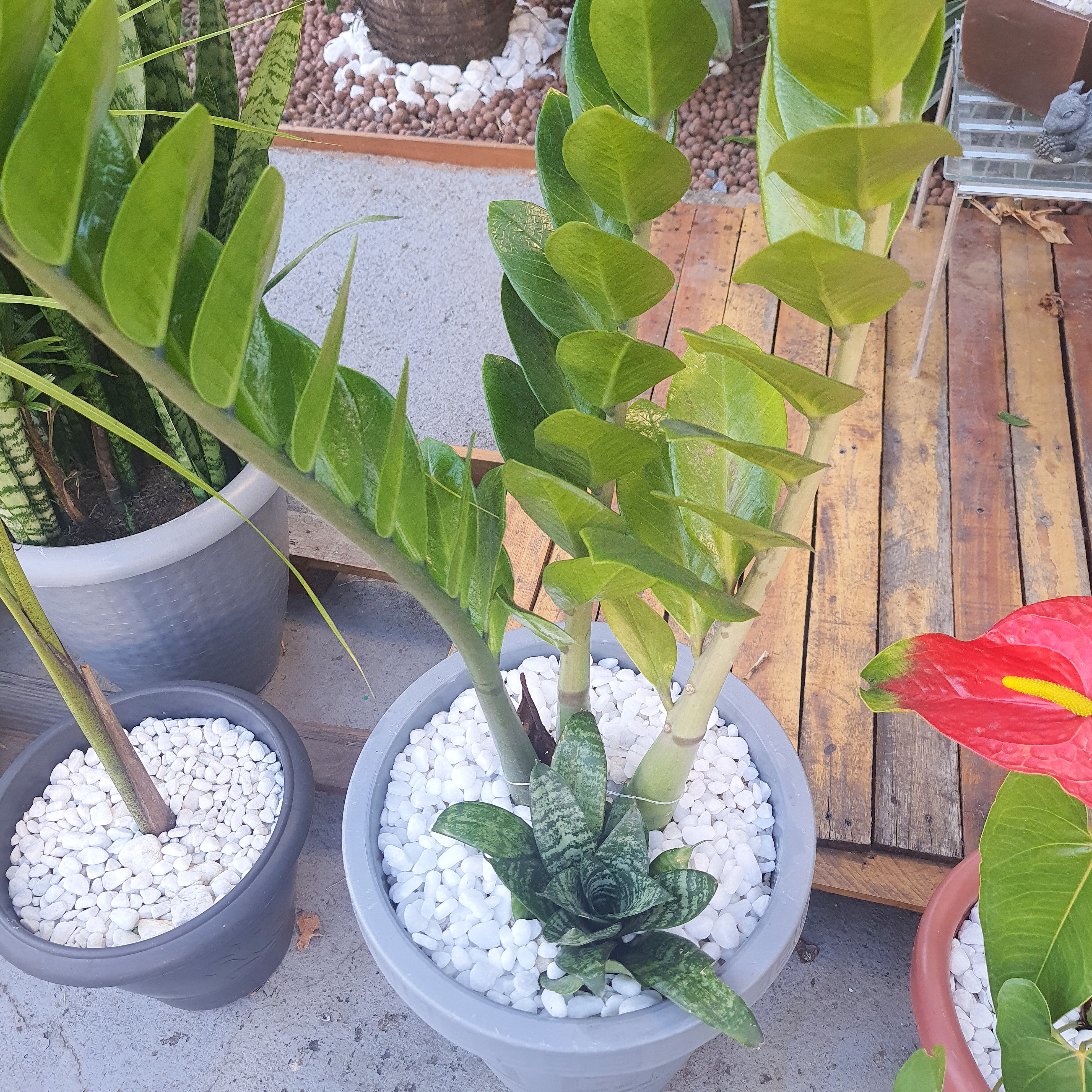 Zamioculca com Mini Espada de São Jorge
