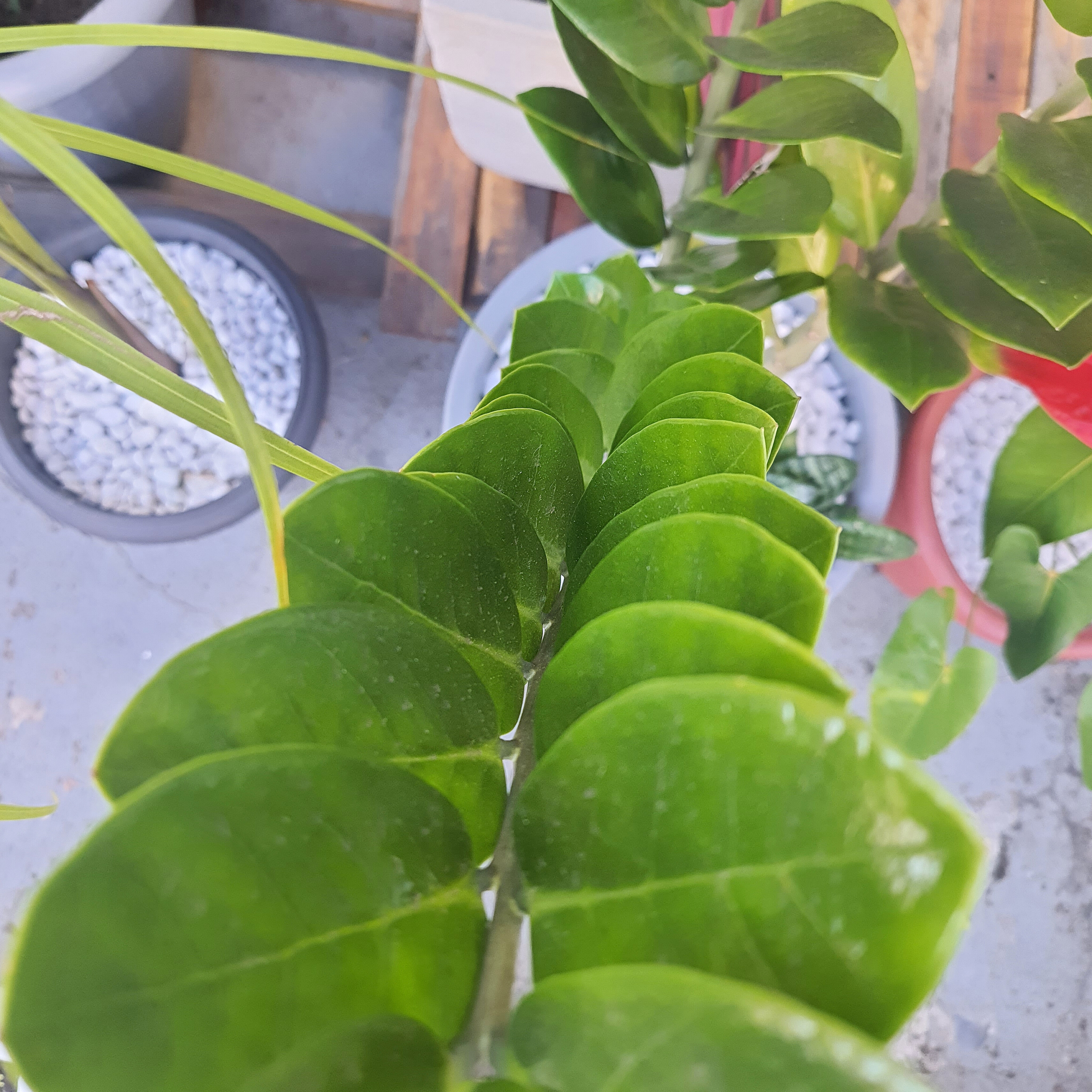 Zamioculca com Mini Espada de São Jorge