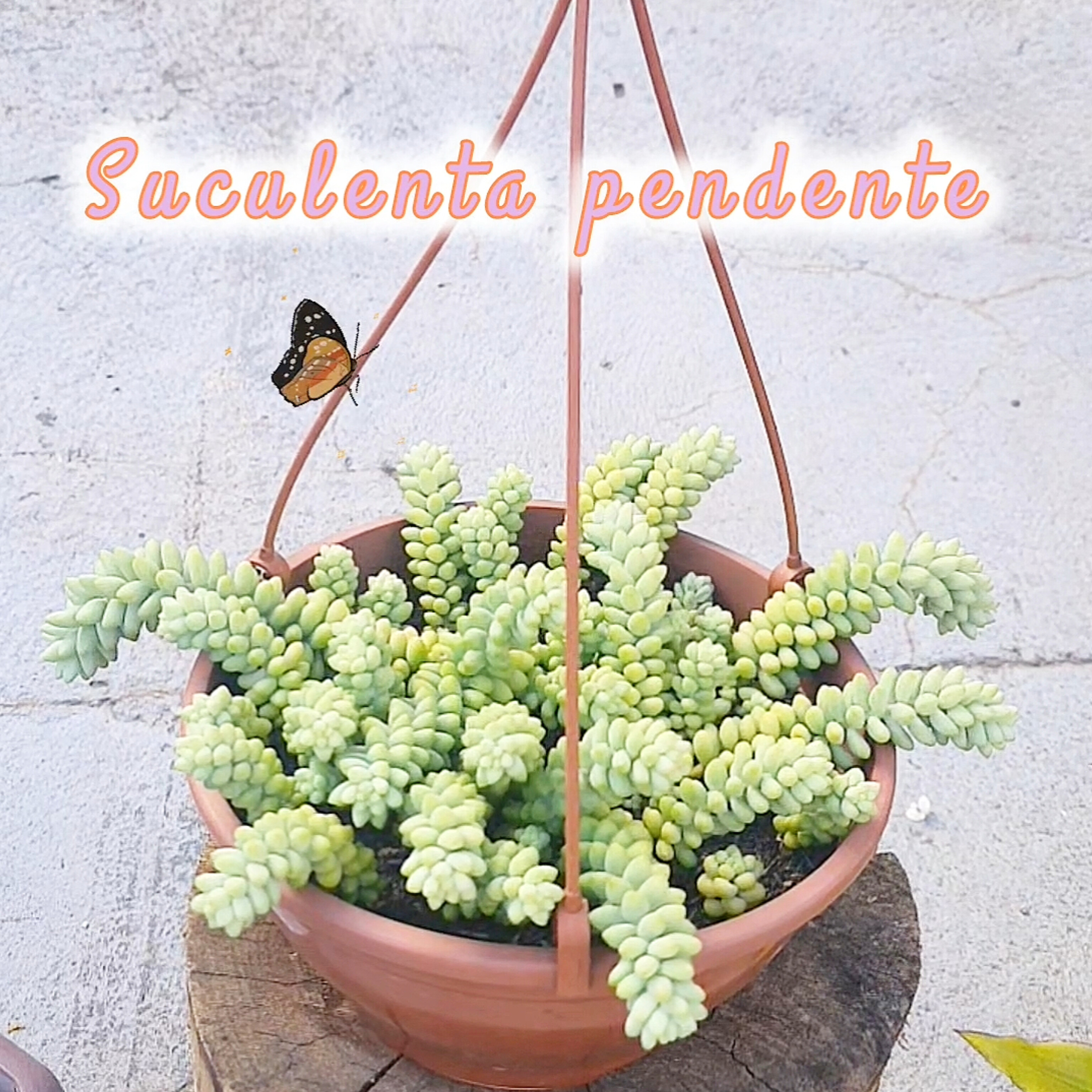 Suculenta - Rabo de Burro