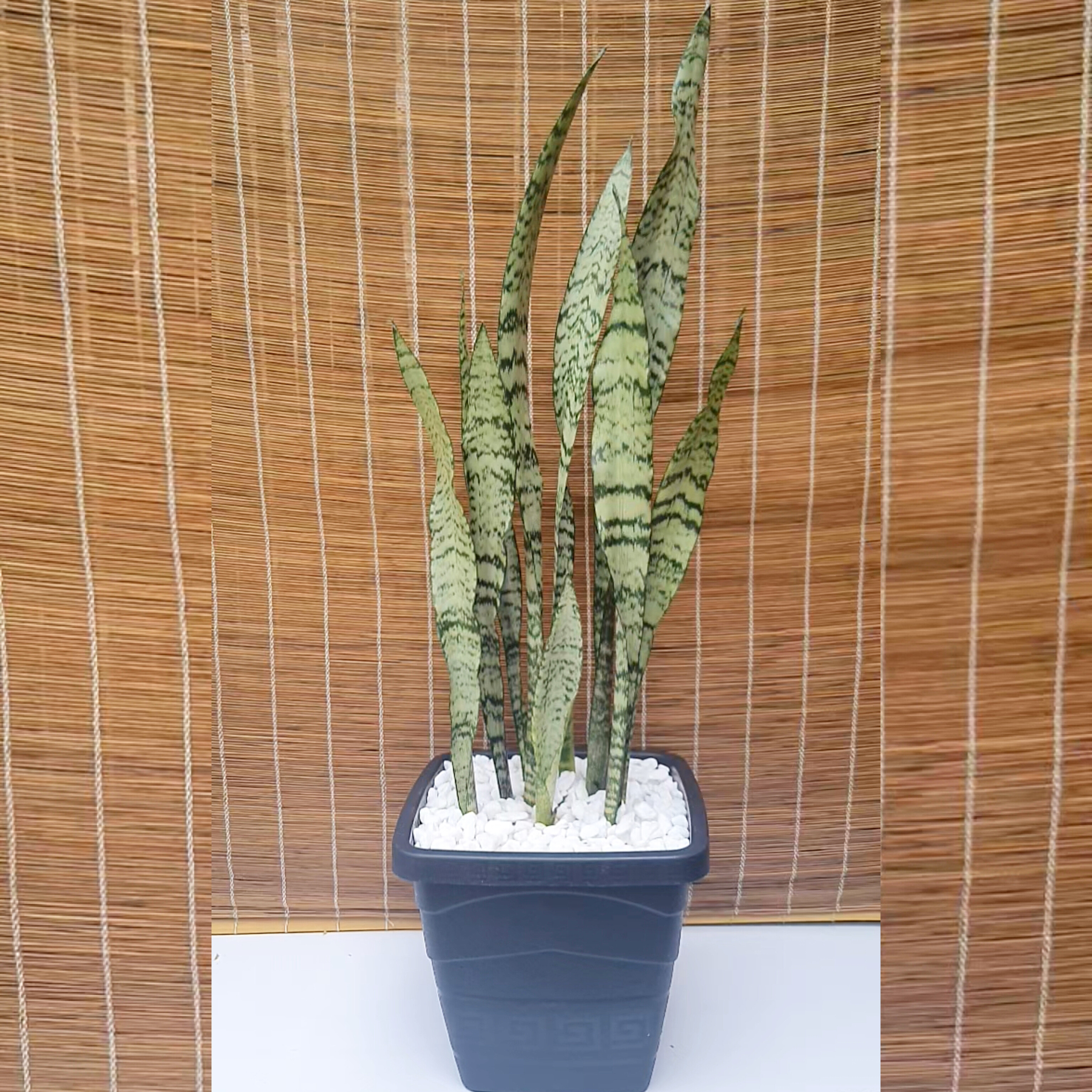 Espada de São Jorge