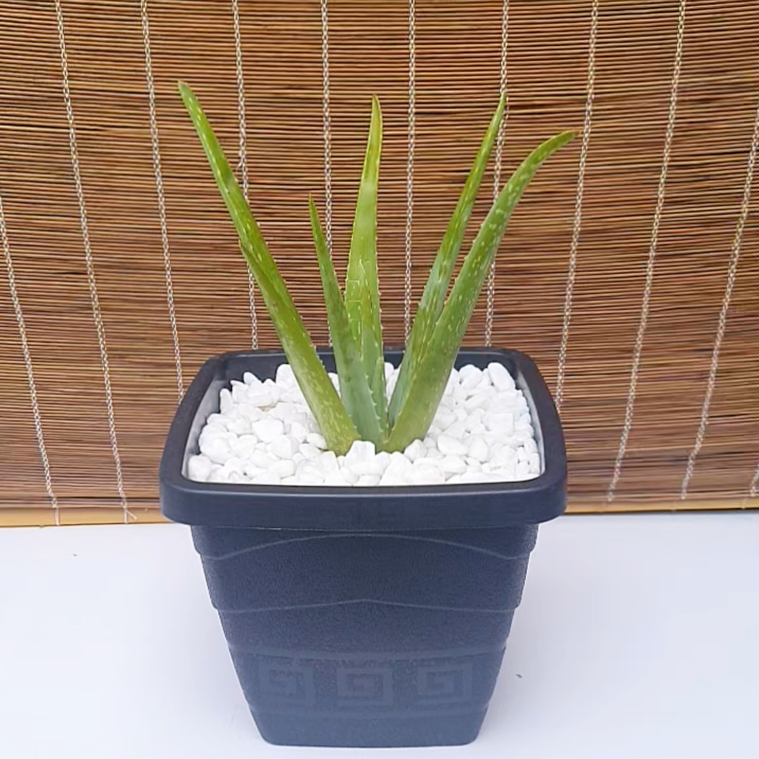 Aloe Vera / Babosa