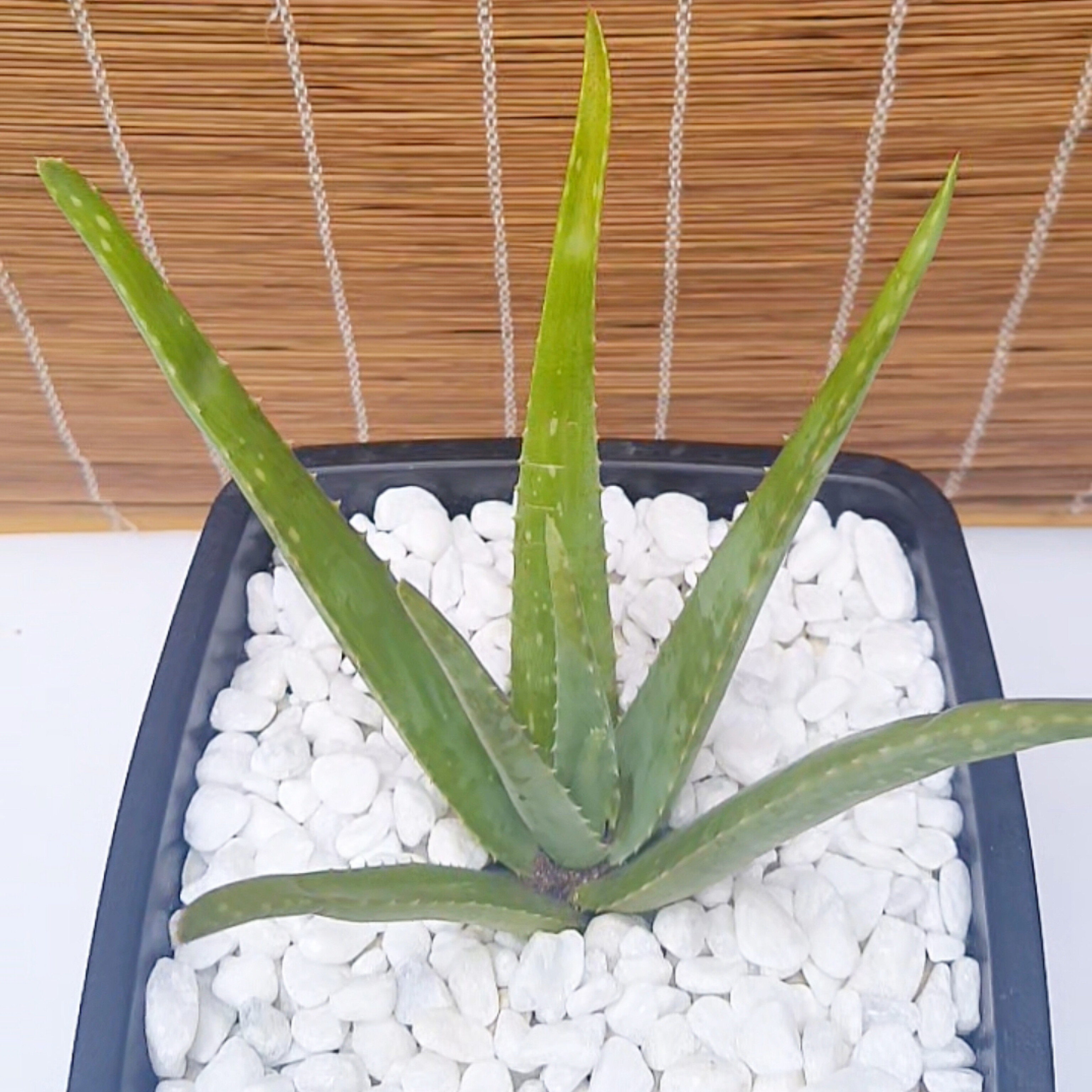 Aloe Vera / Babosa