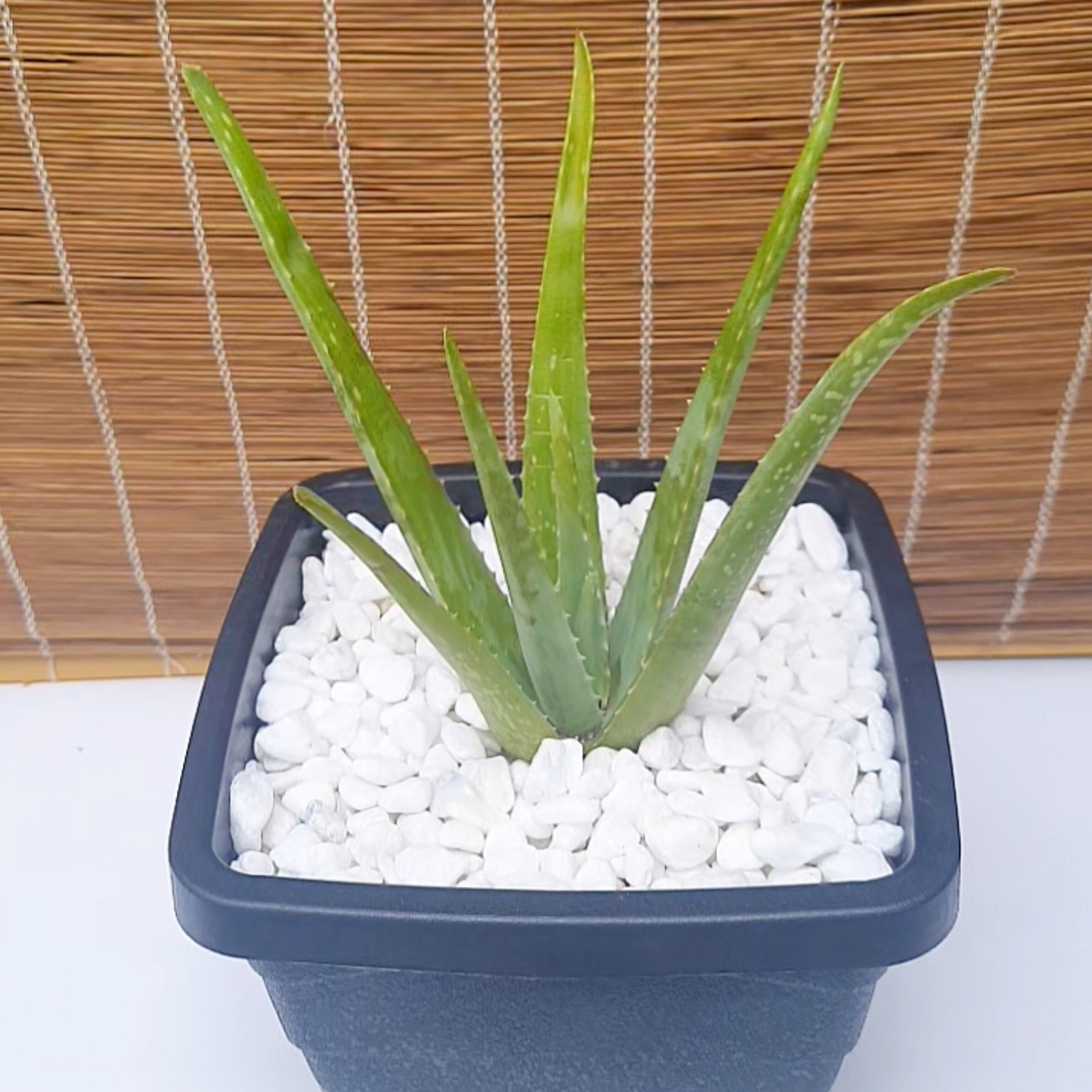Aloe Vera / Babosa