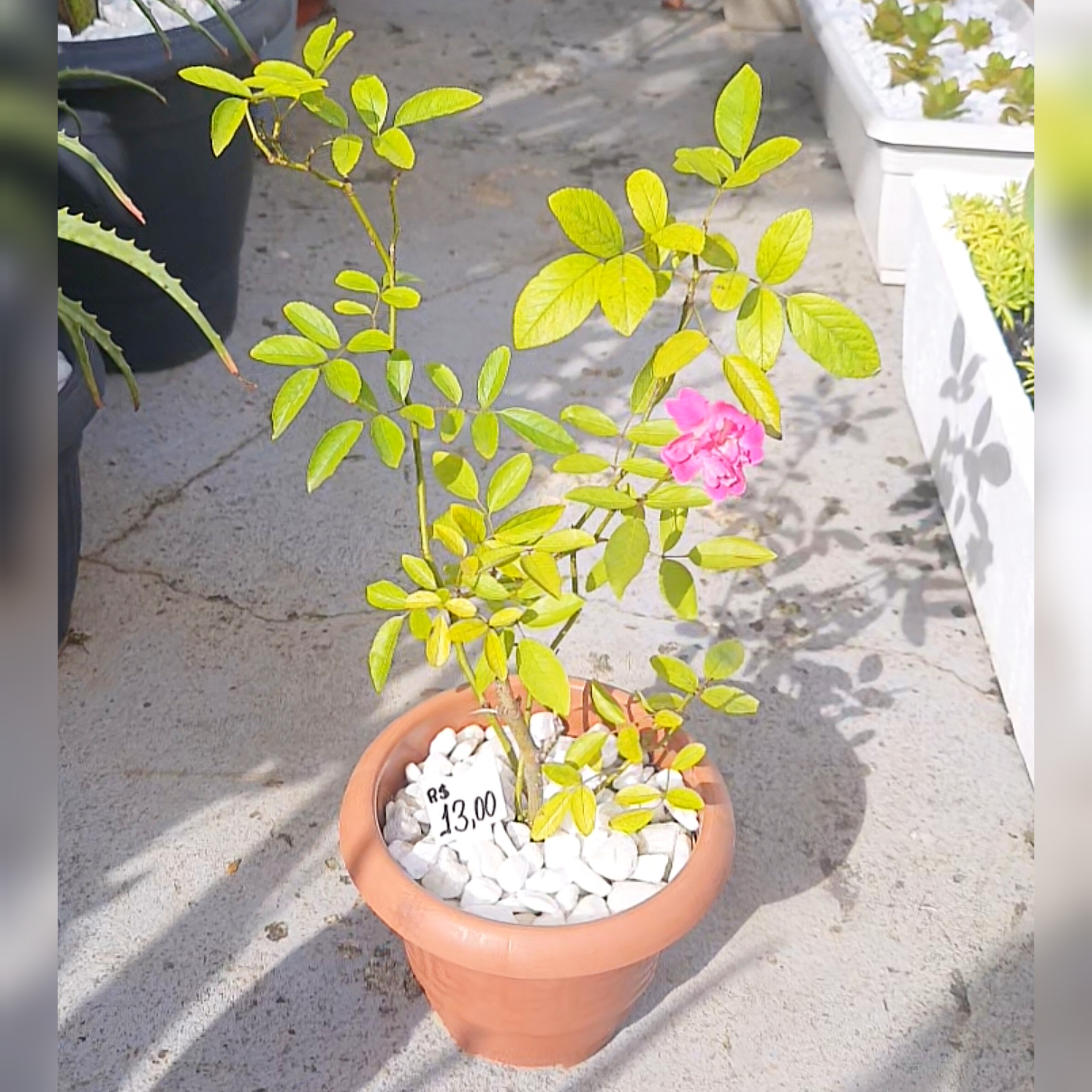 Mini Roseira