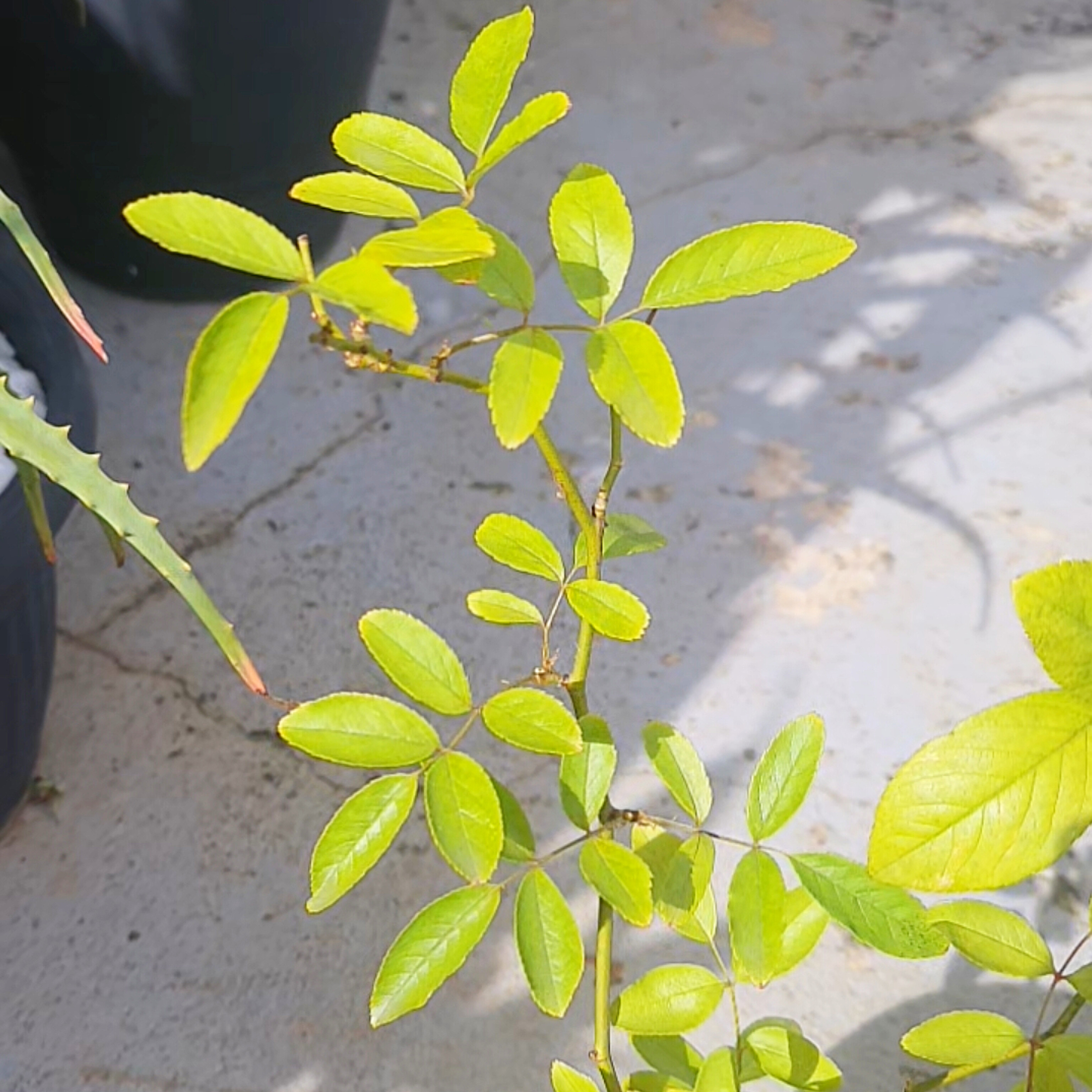 Mini Roseira