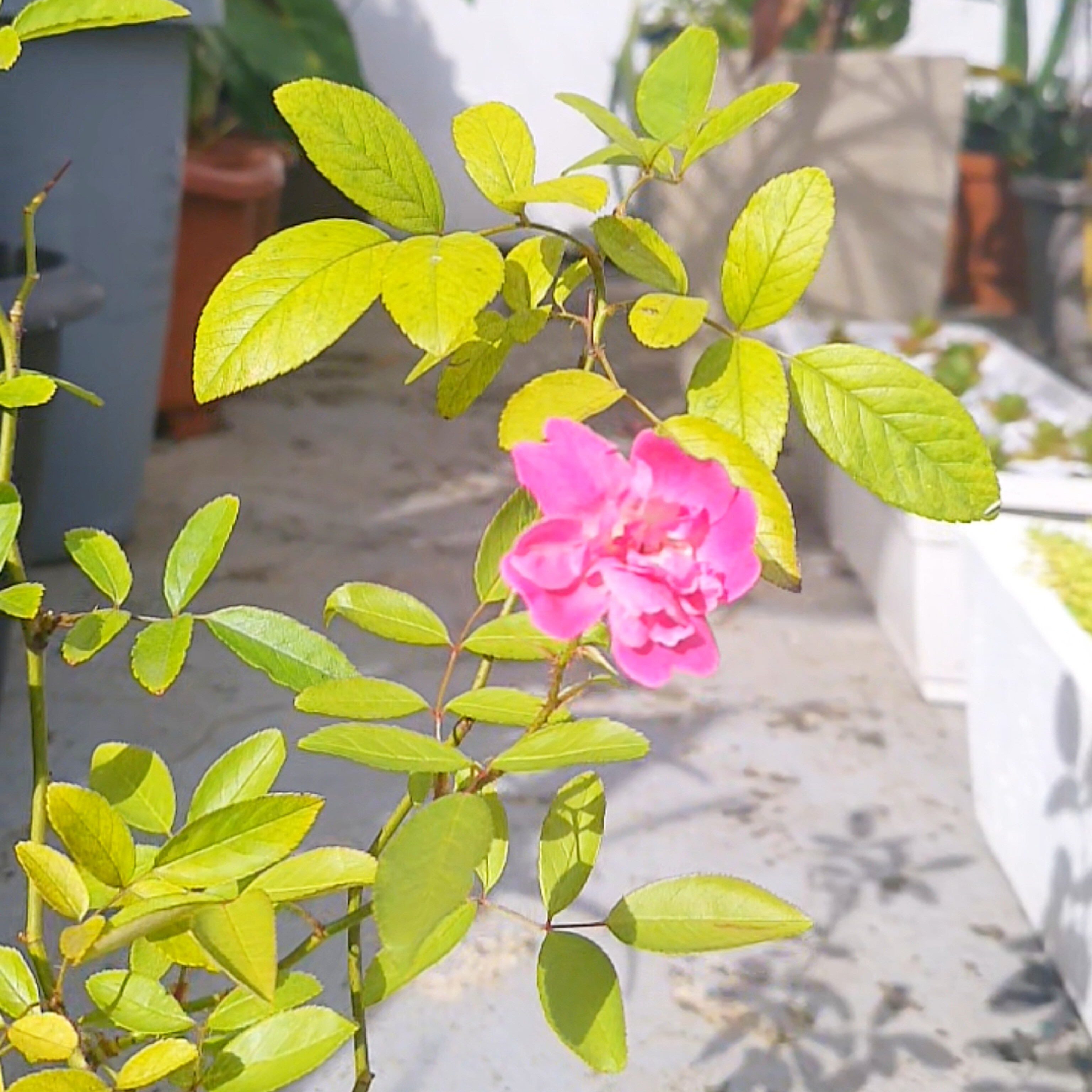 Mini Roseira