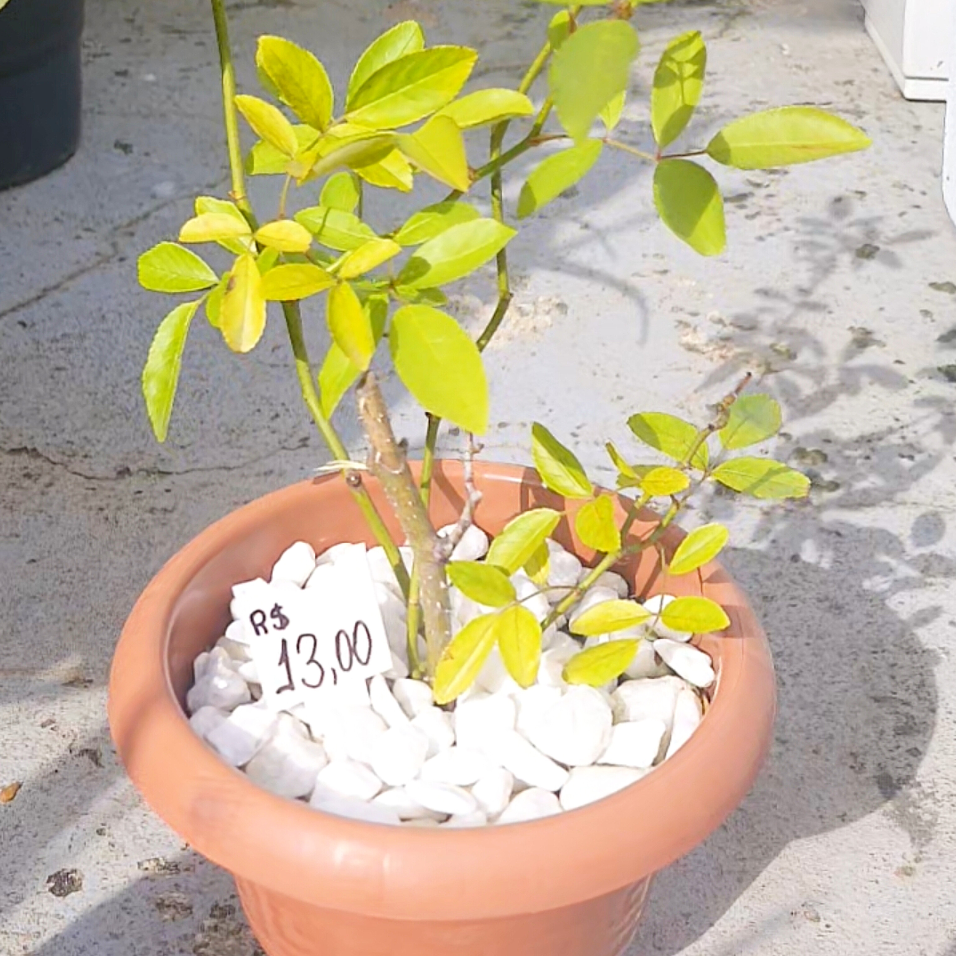 Mini Roseira