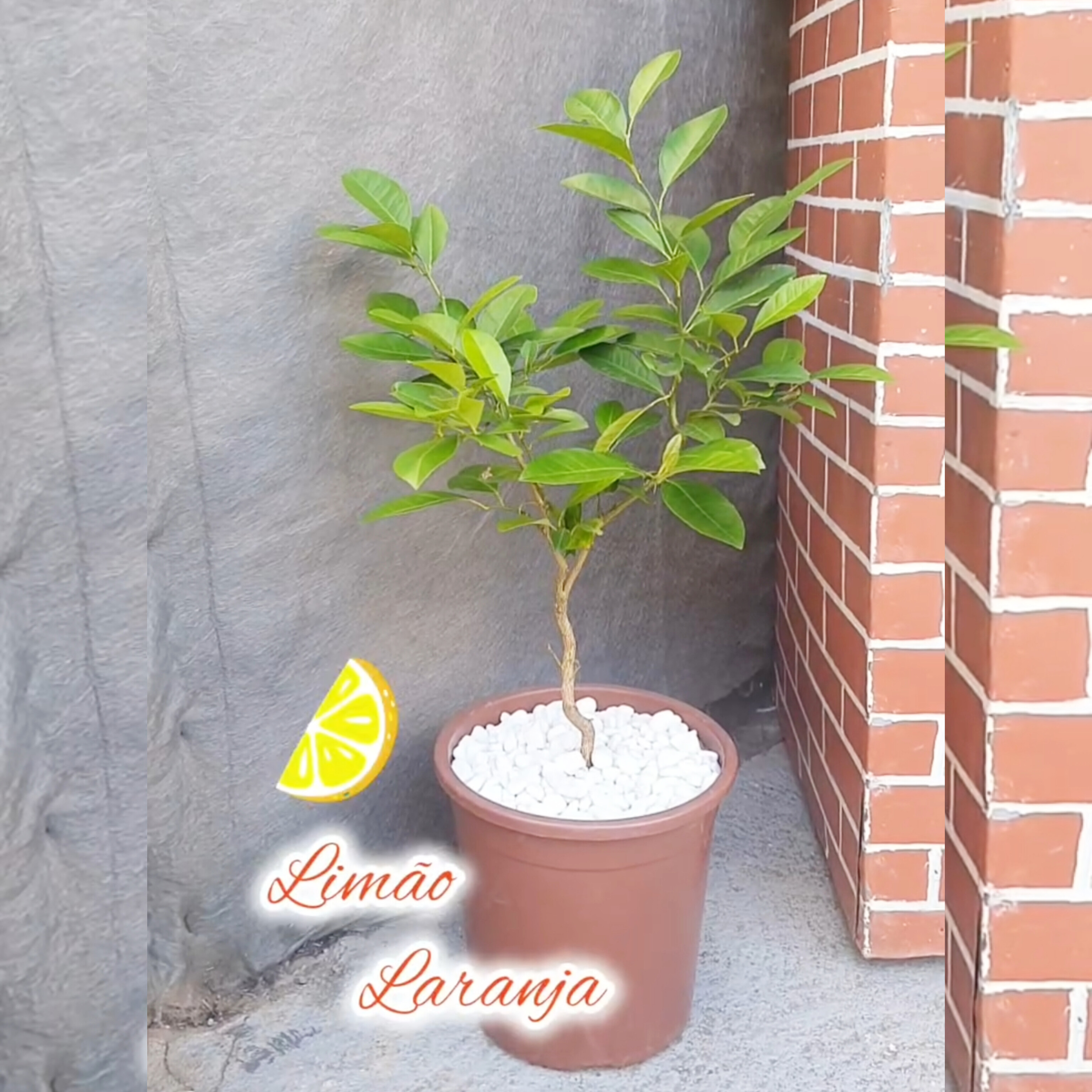 Limão Laranja