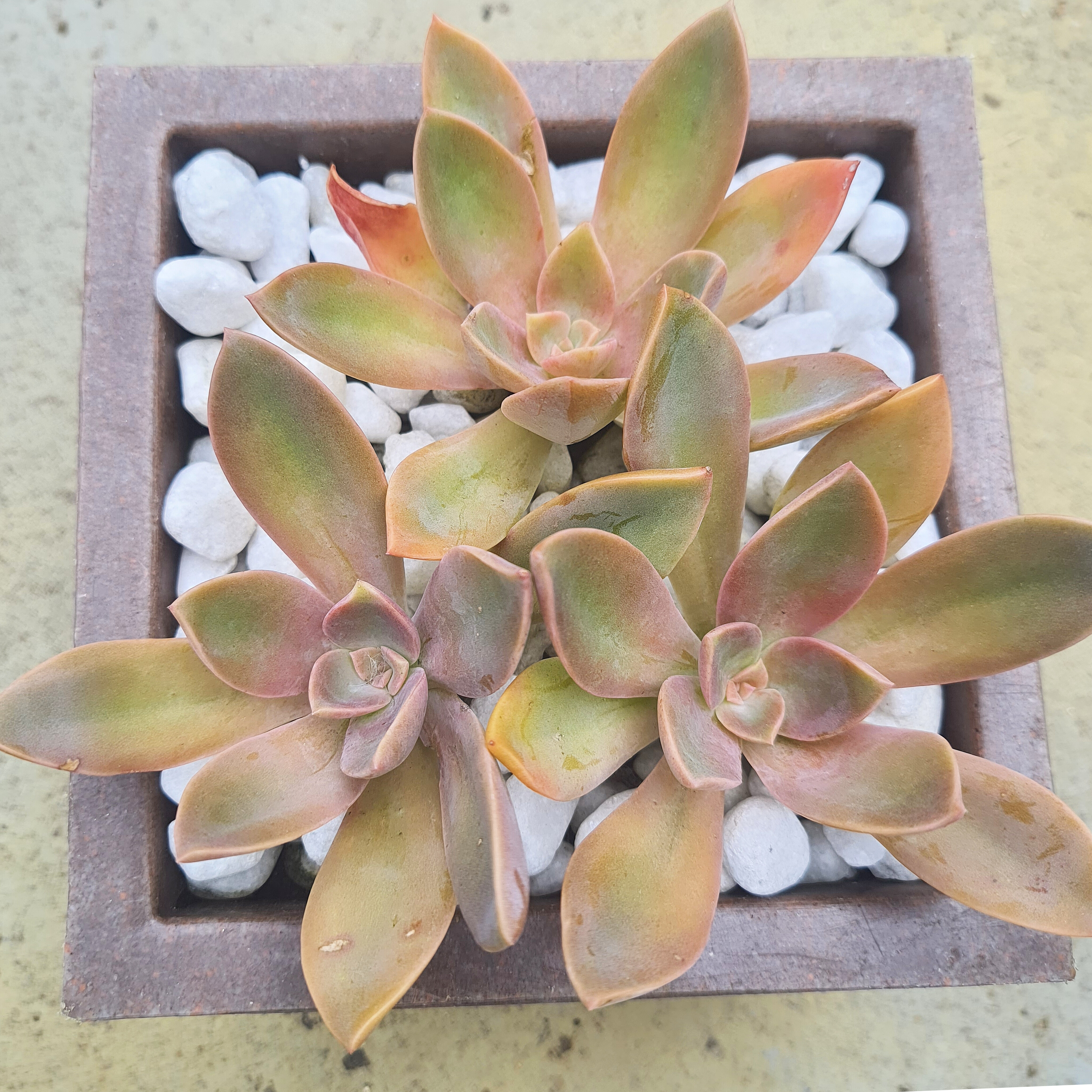 Graptoveria Fred Ives