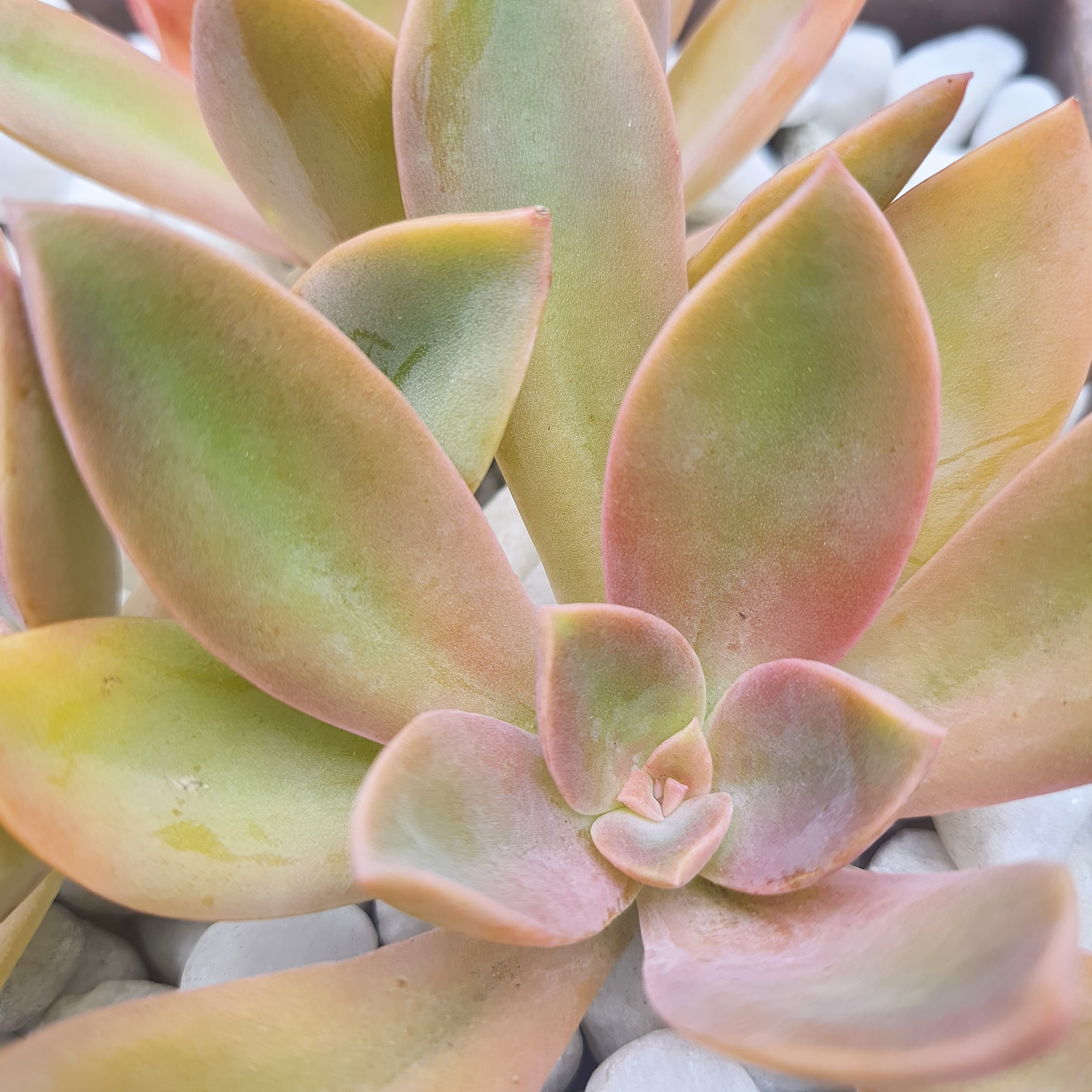 Graptoveria Fred Ives