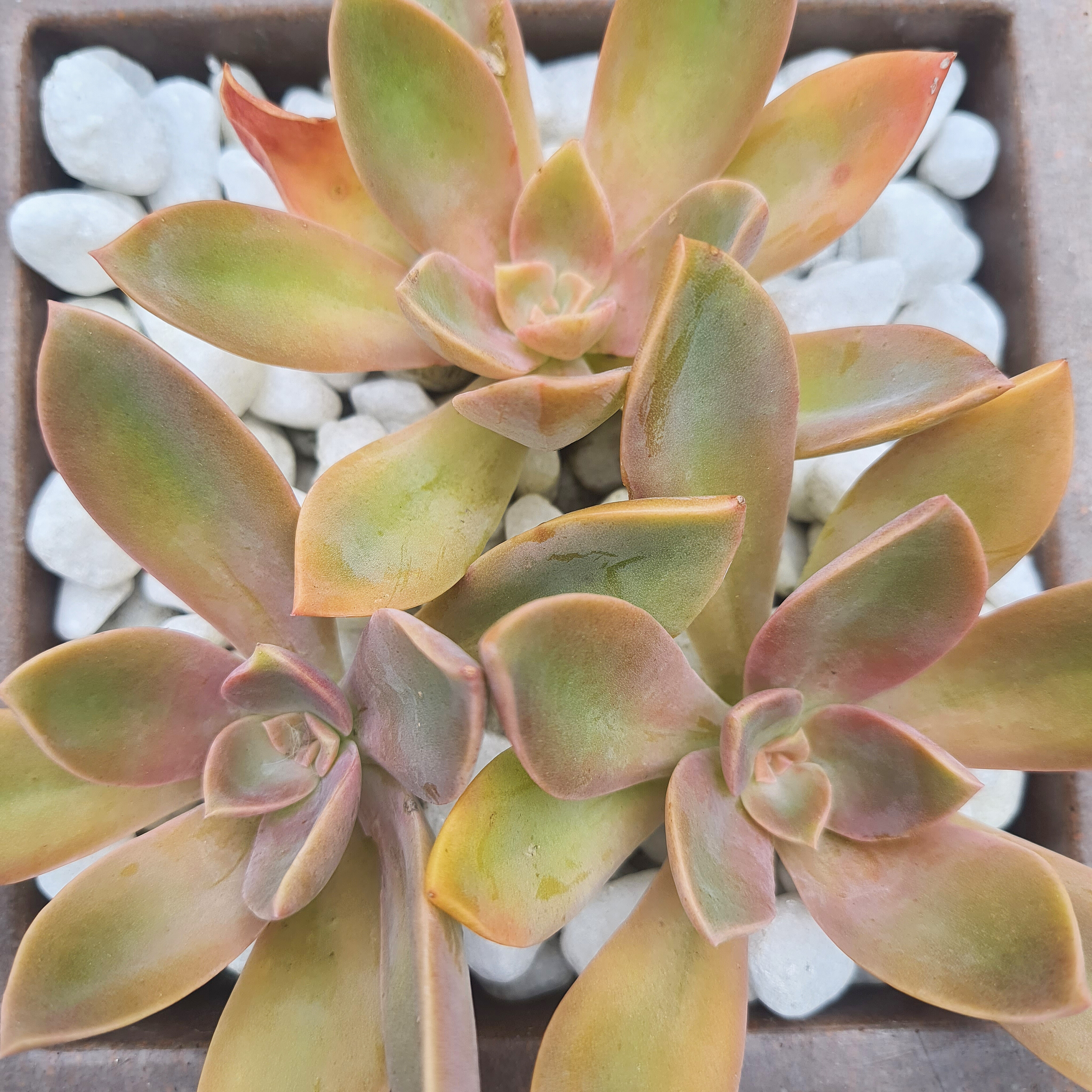 Graptoveria Fred Ivis