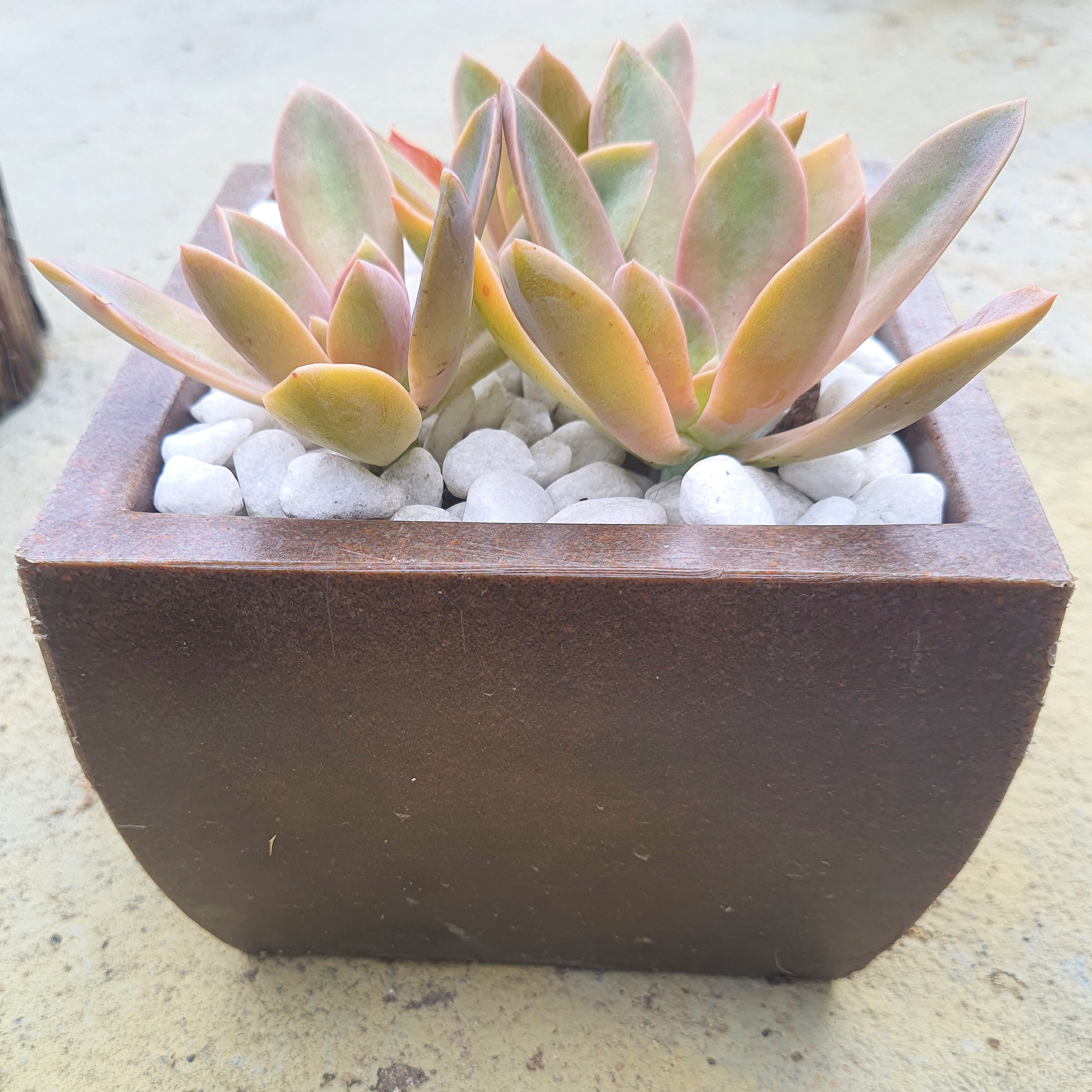 Graptoveria Fred Ivis