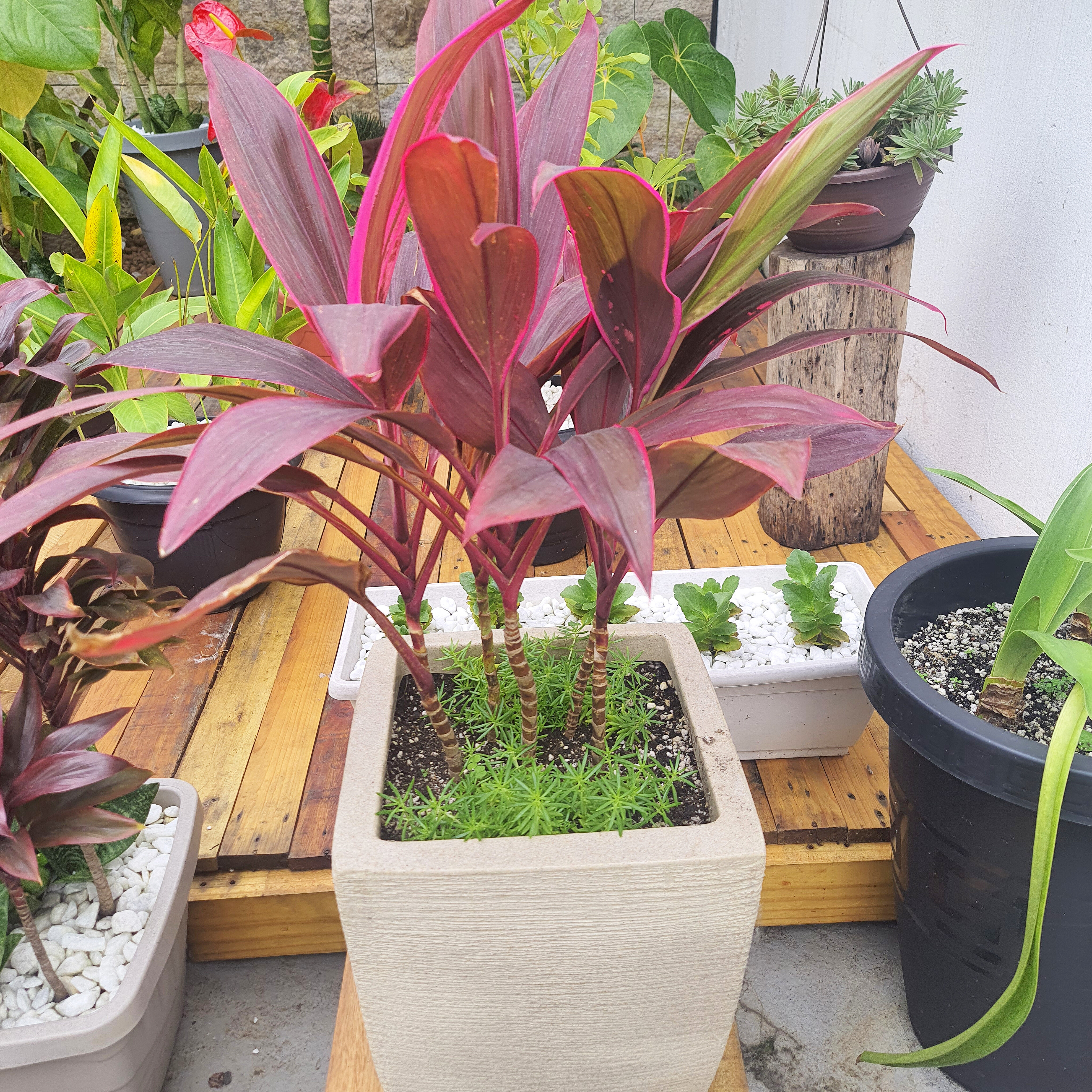 Dracena Cordylane com Sedum