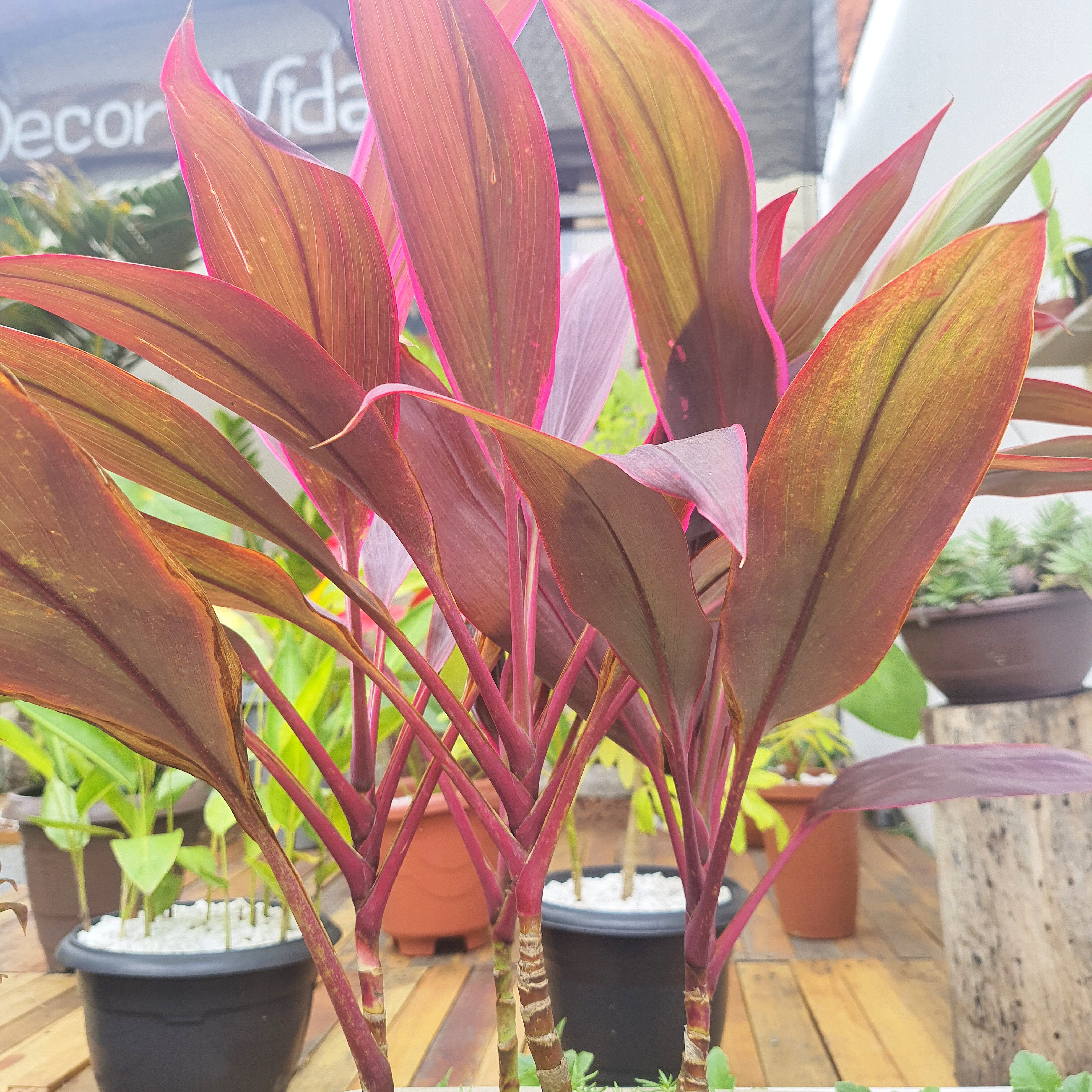 Dracena Cordylane com Sedum