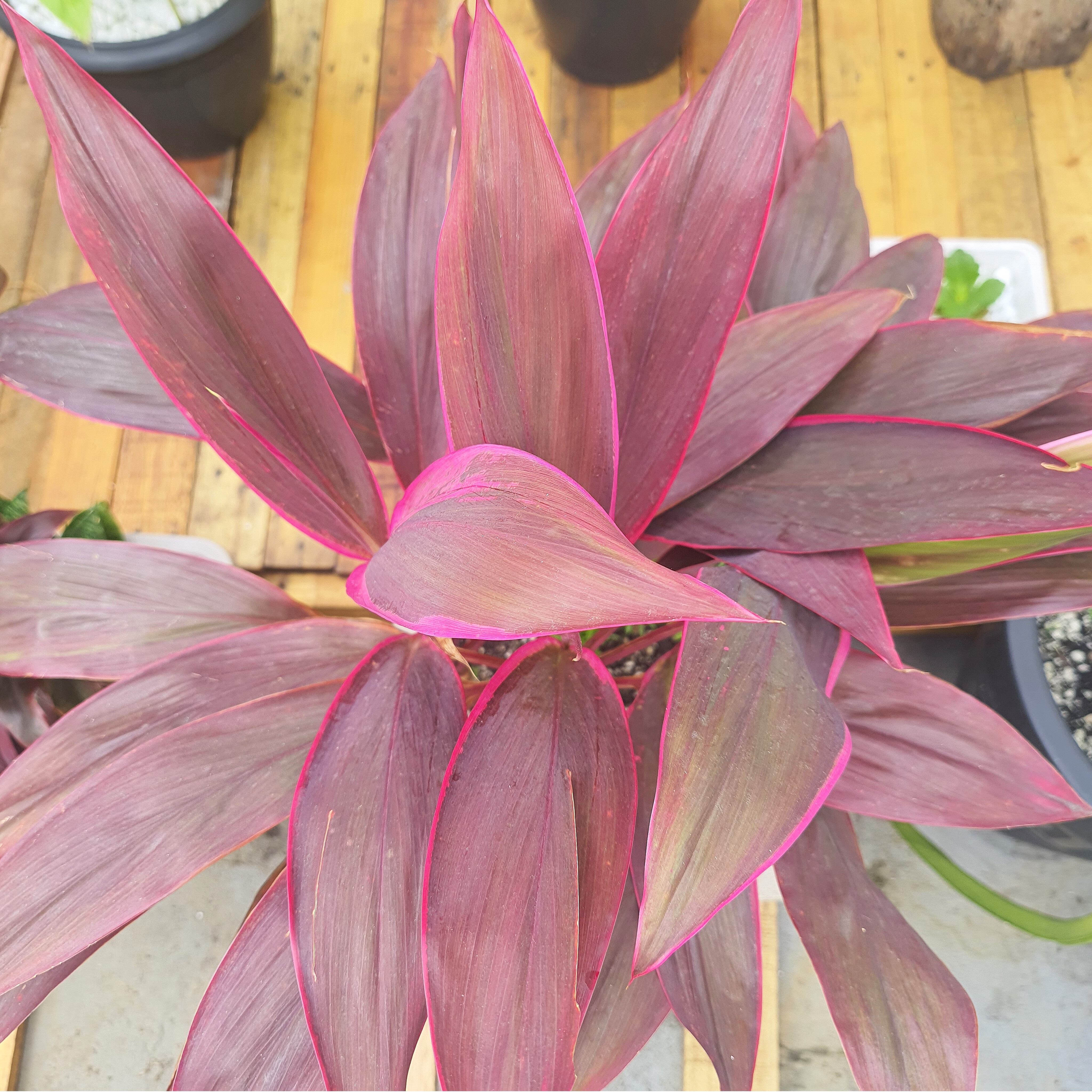 Dracena Cordylane com Sedum