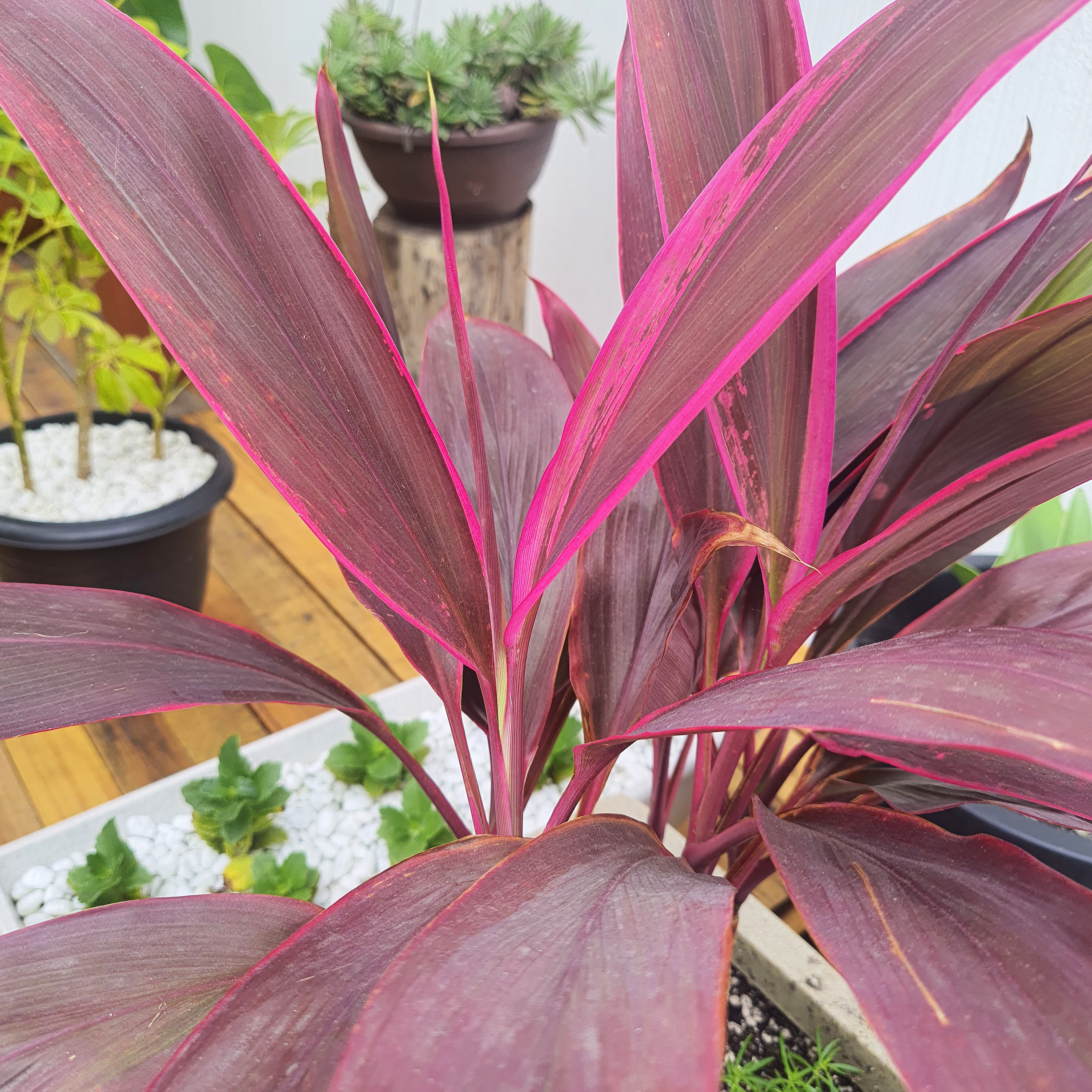 Dracena Cordylane com Sedum