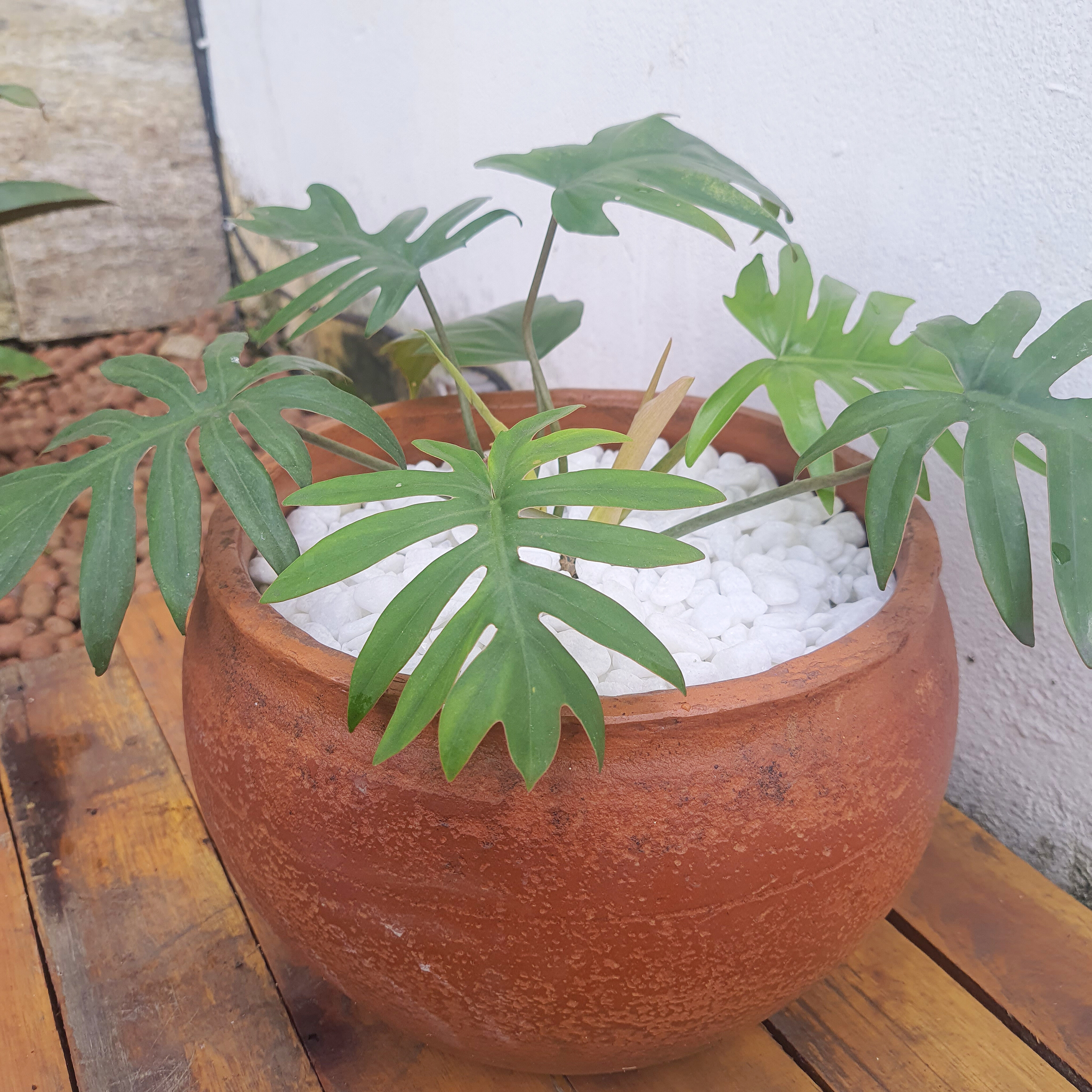 Guaimbê
