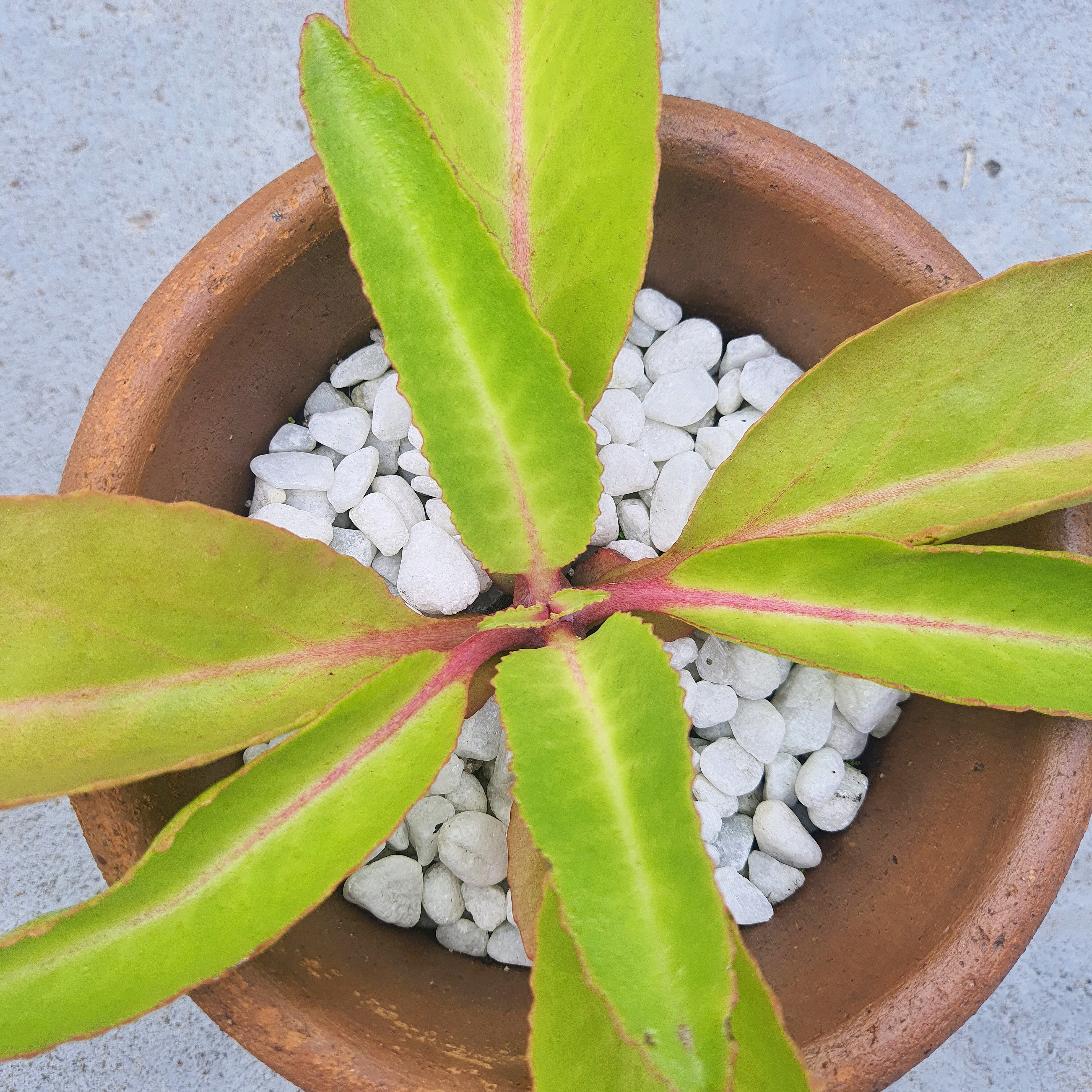 Kalanchoe 