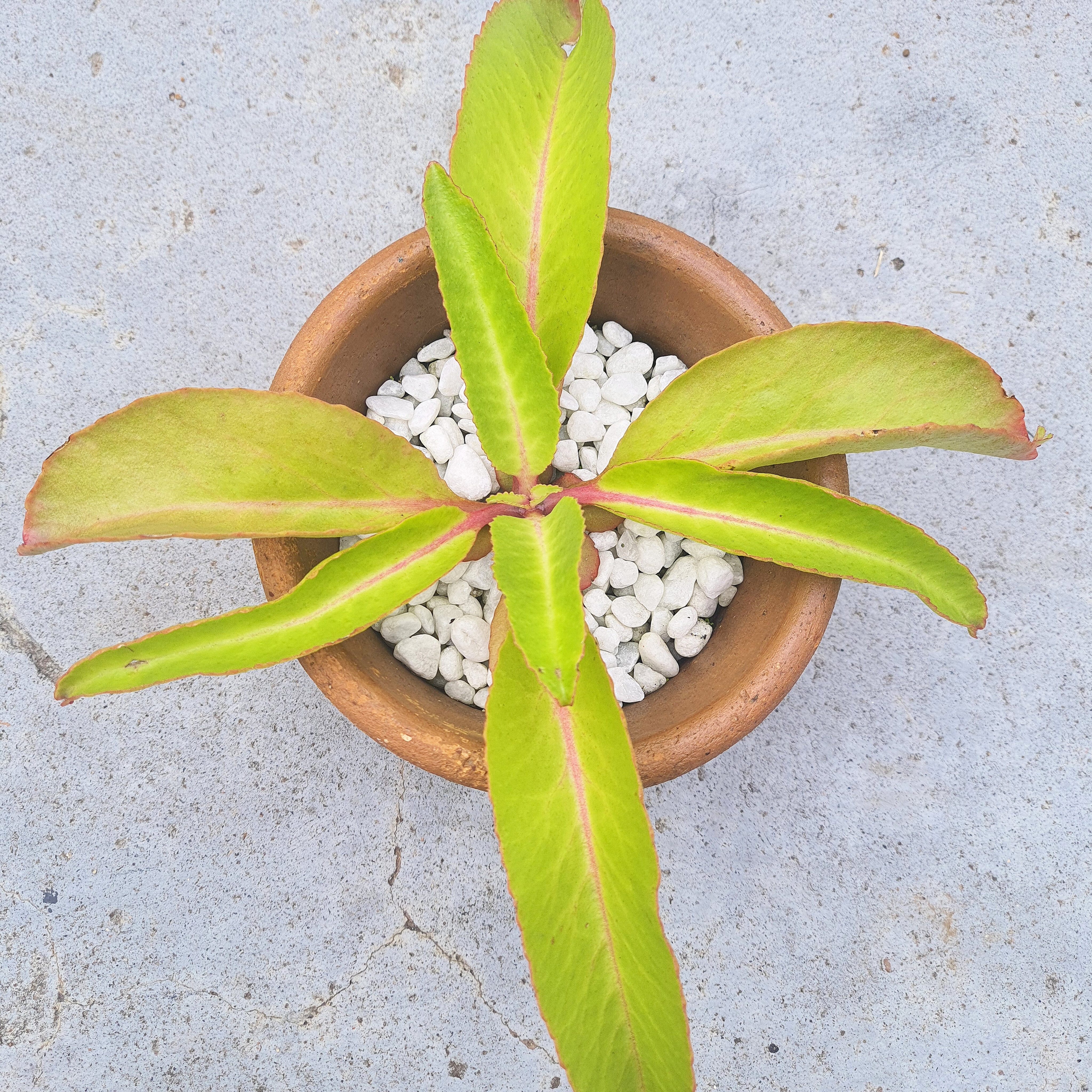 Kalanchoe 