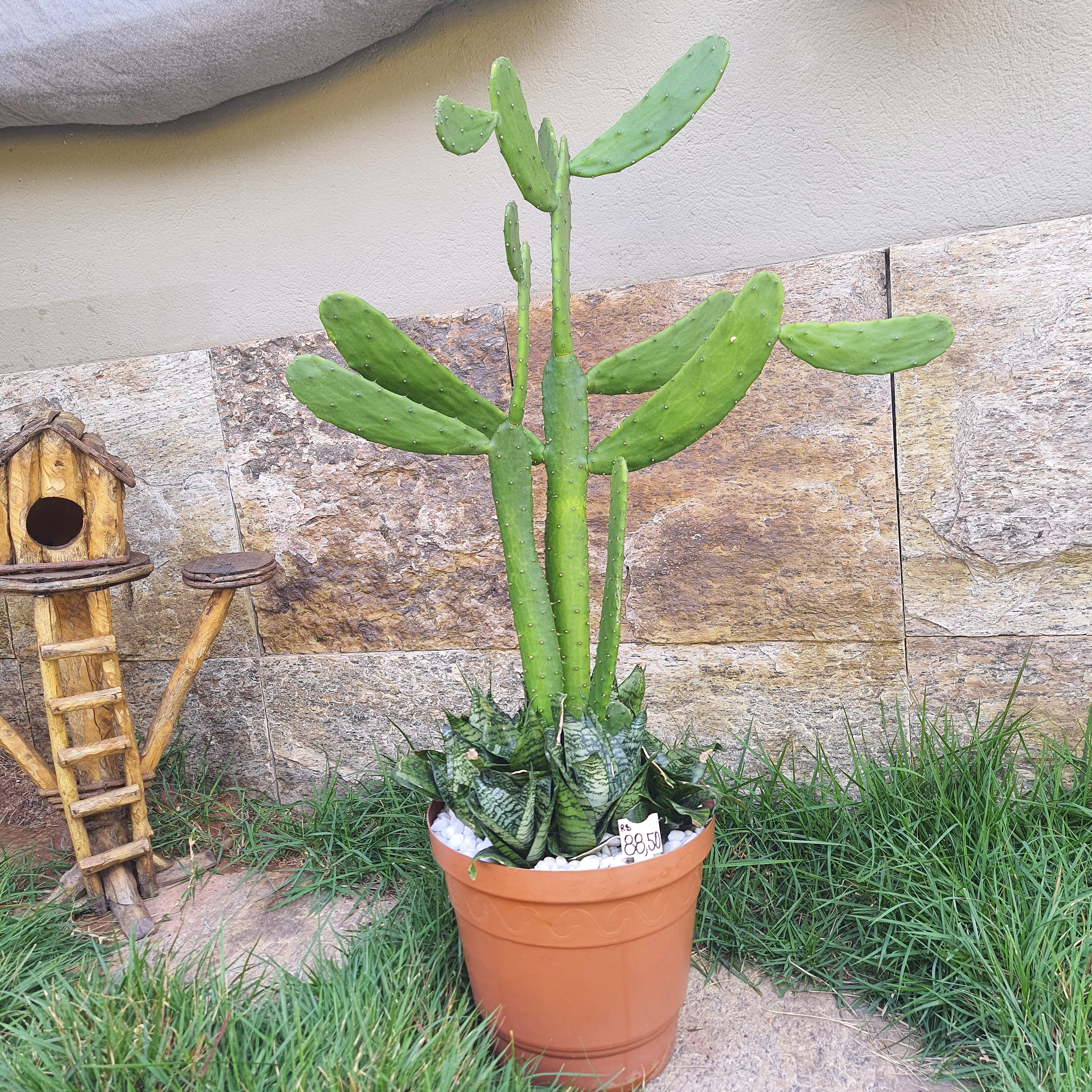 Cacto com Mini Espada de São Jorge 