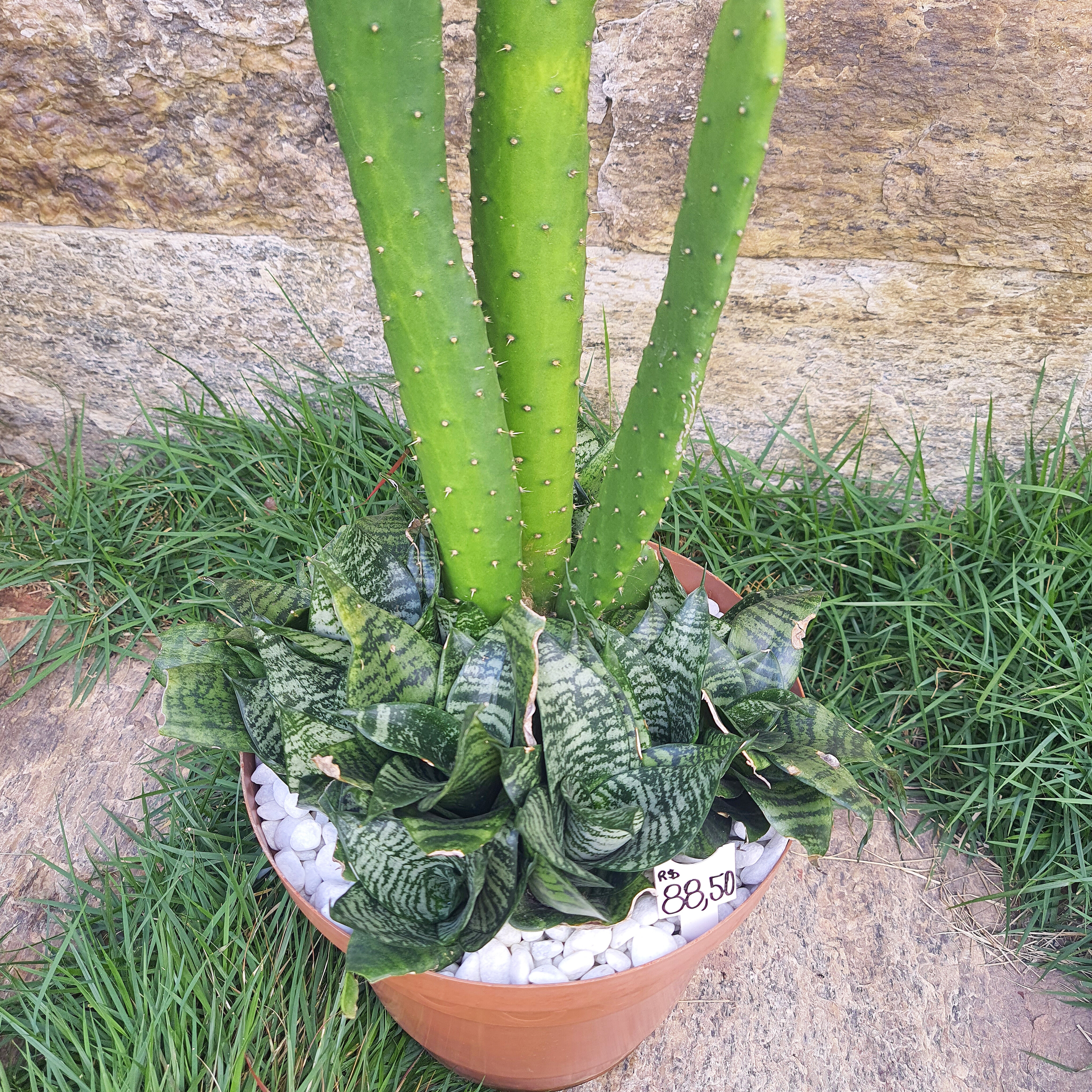 Cacto com Mini Espada de São Jorge 