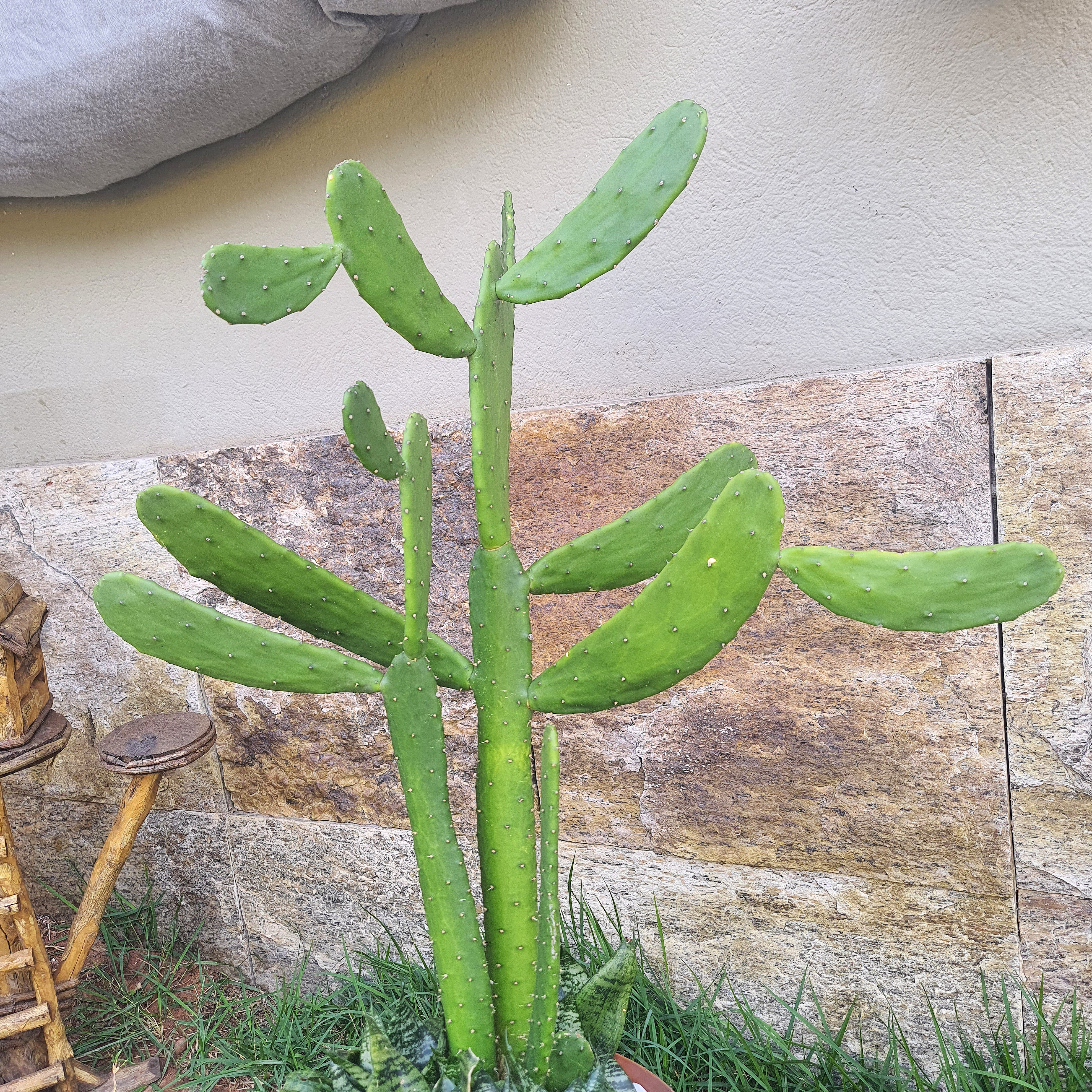 Cacto com Mini Espada de São Jorge 