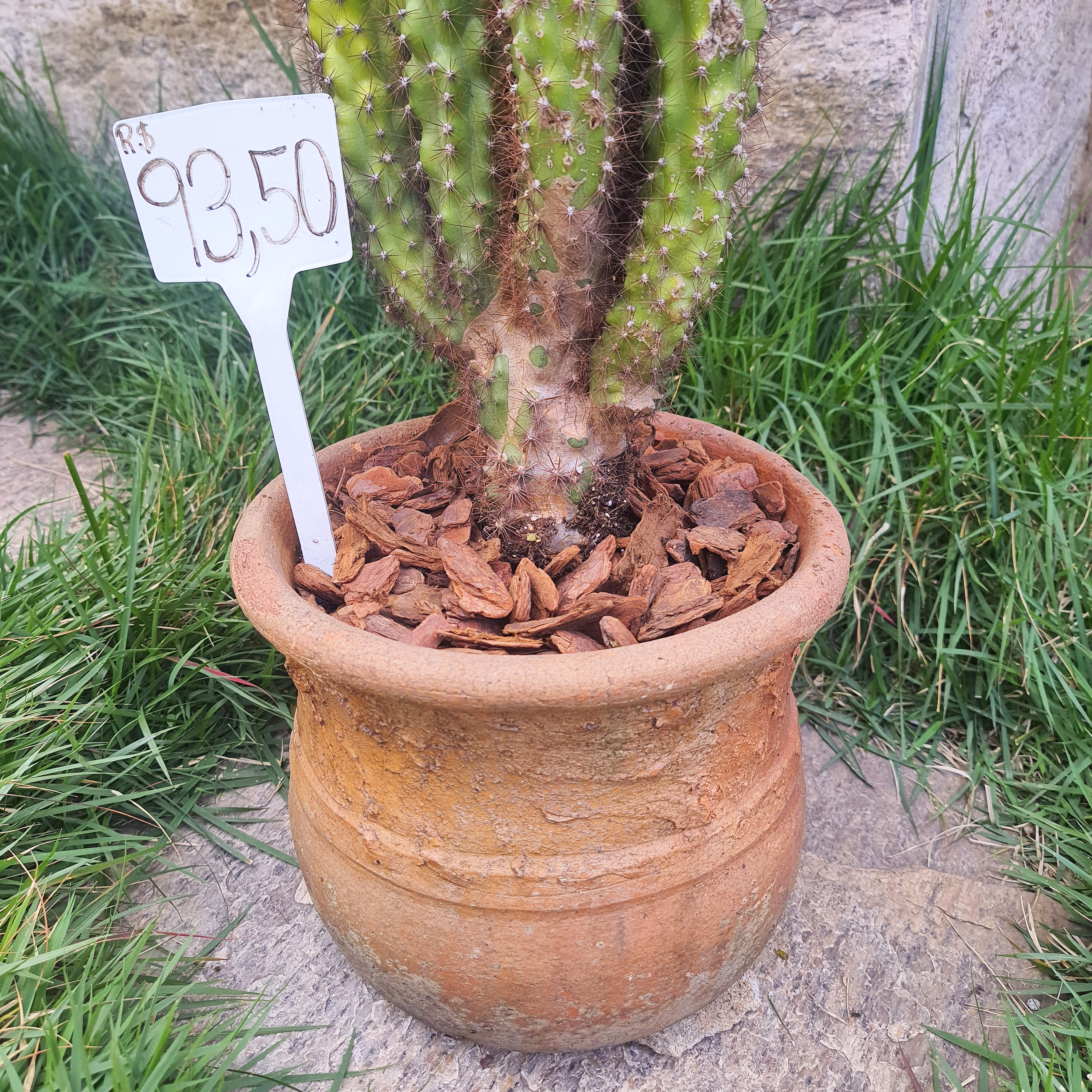 Vasos de Cacto-do-Peru