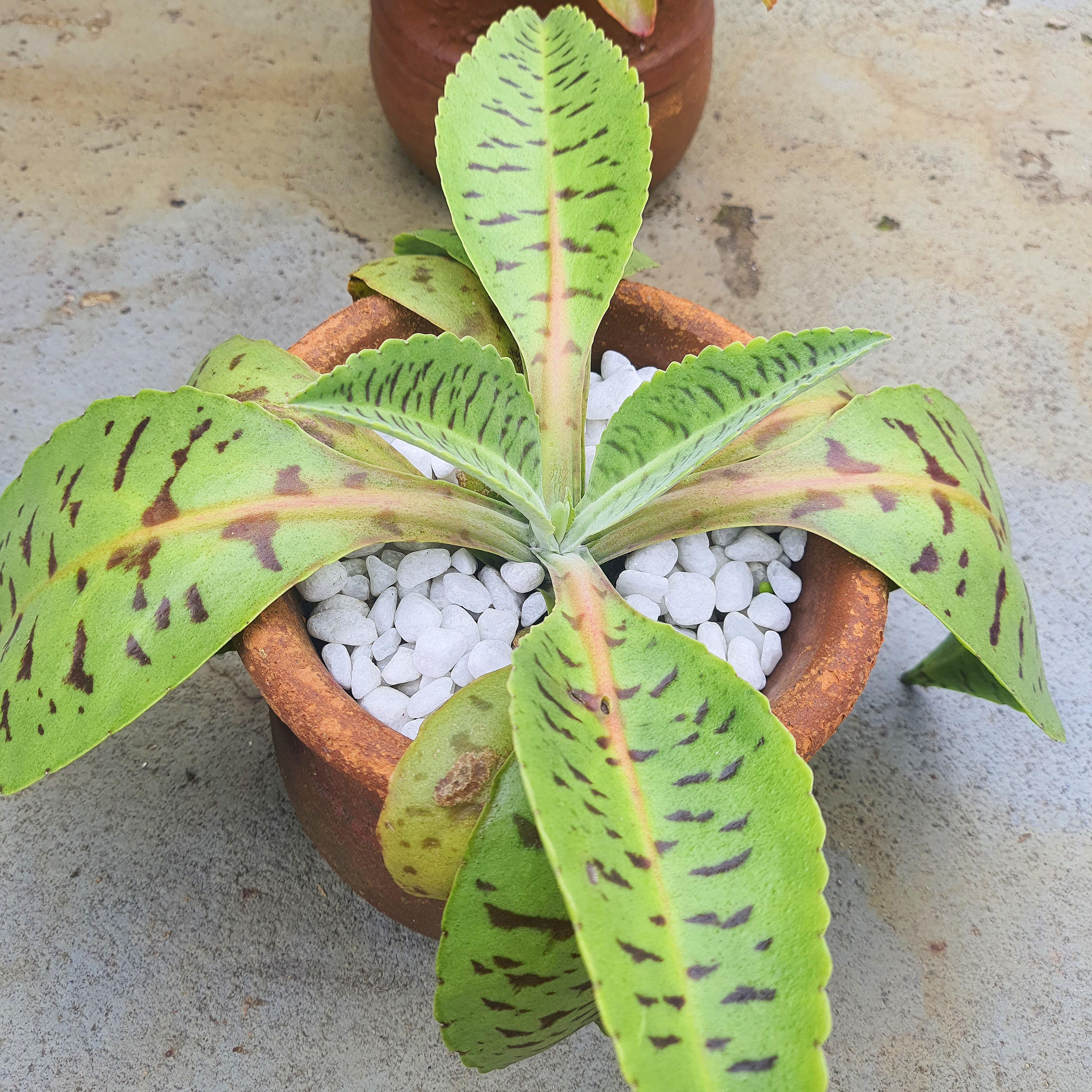 Kalanchoe