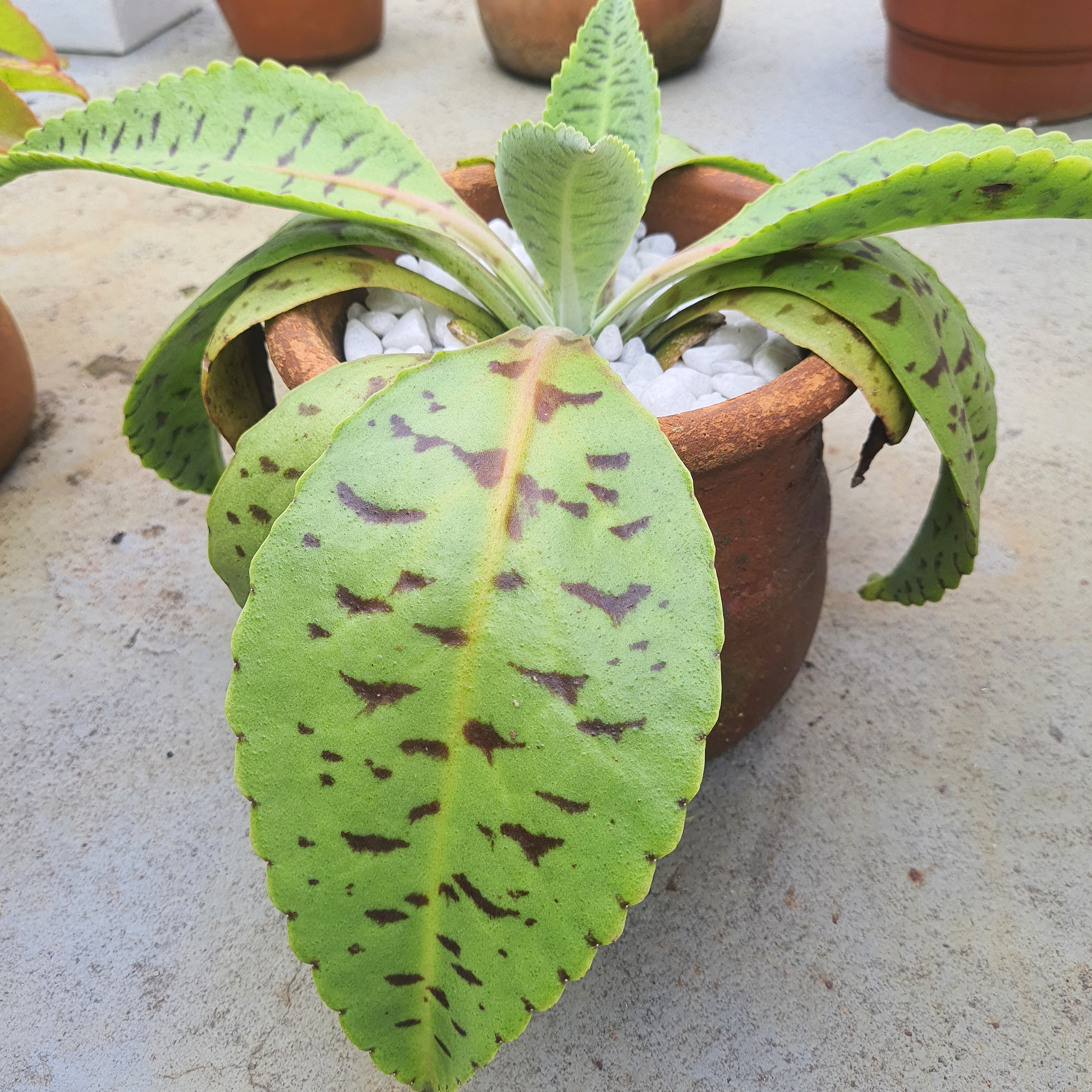 Kalanchoe