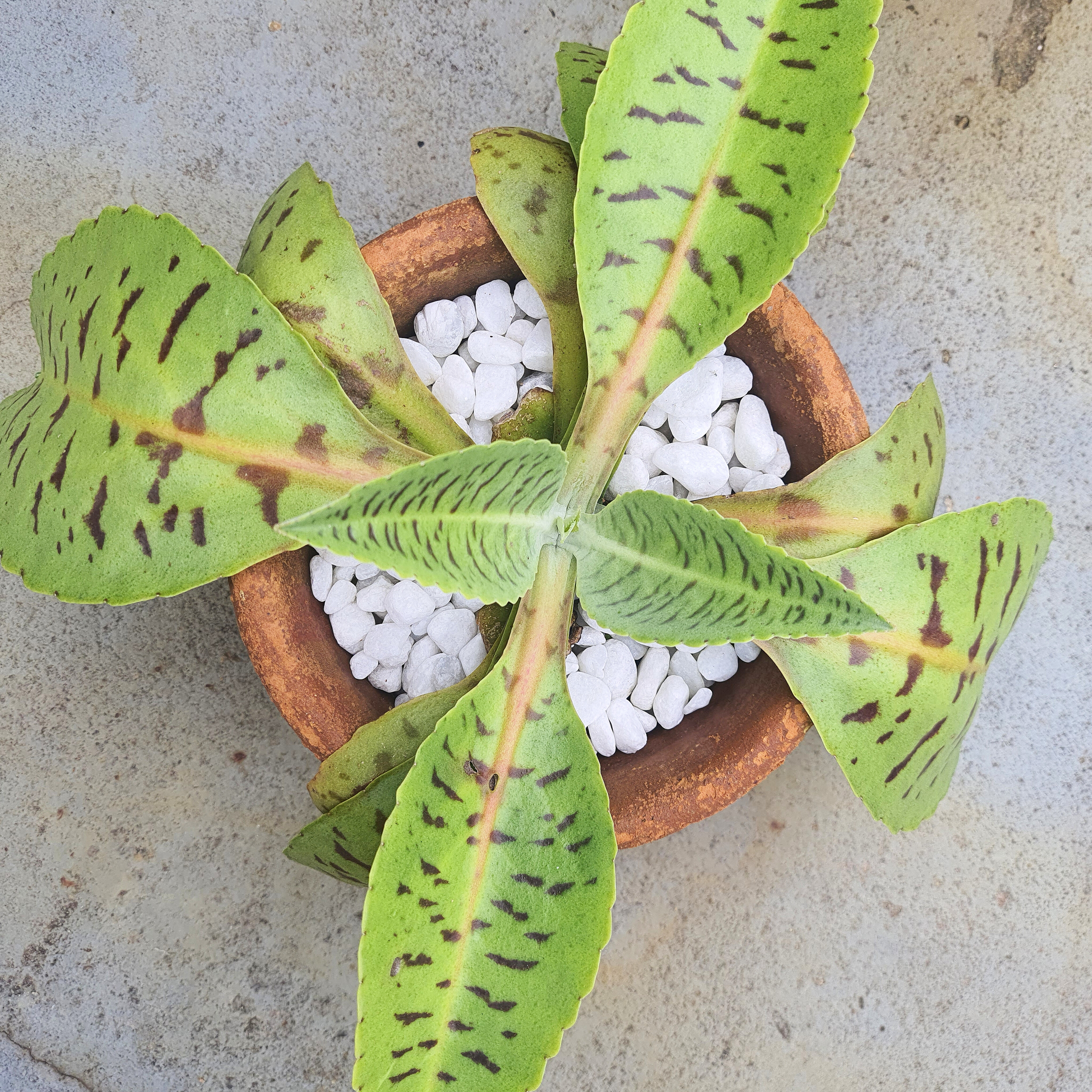 Kalanchoe