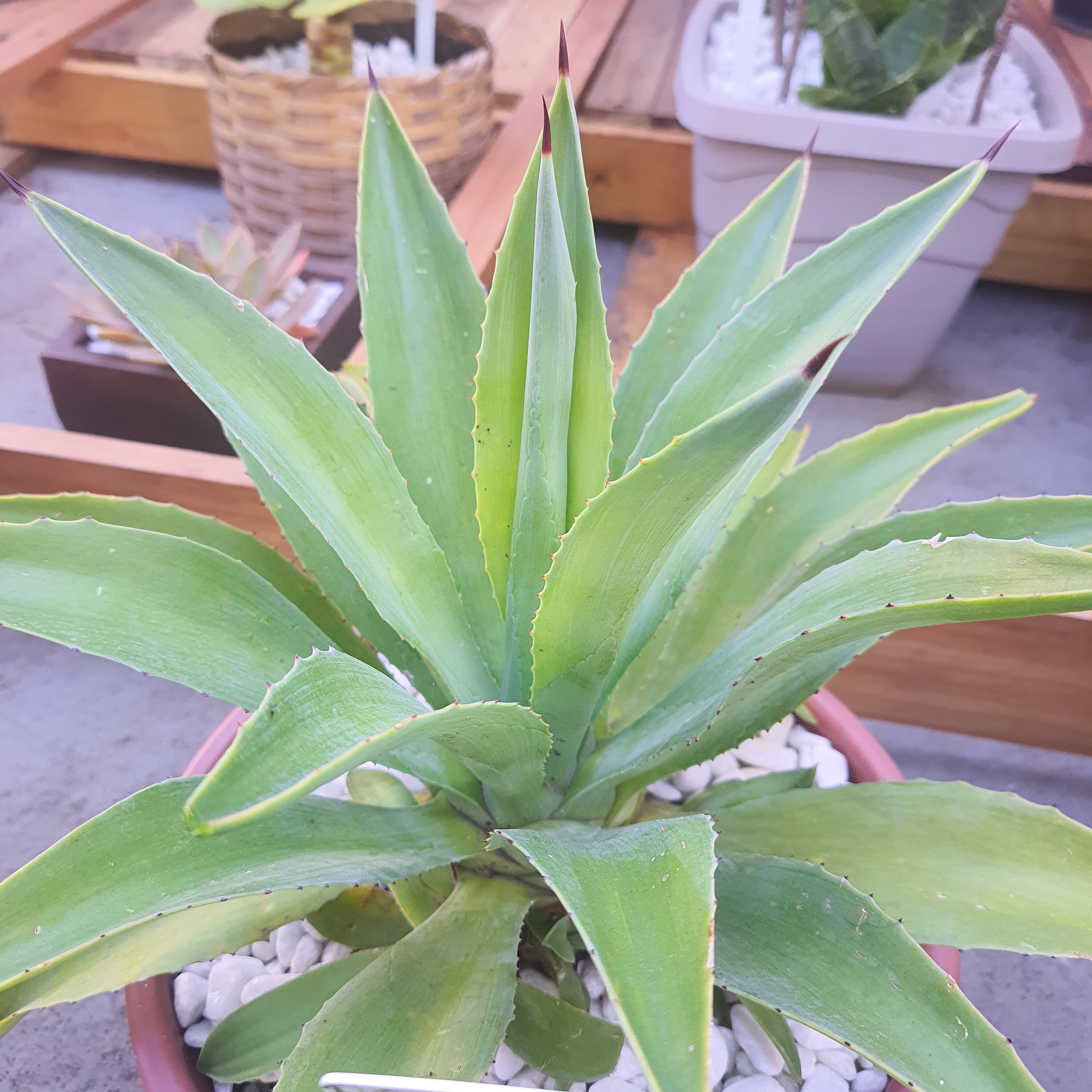 Agave Azul